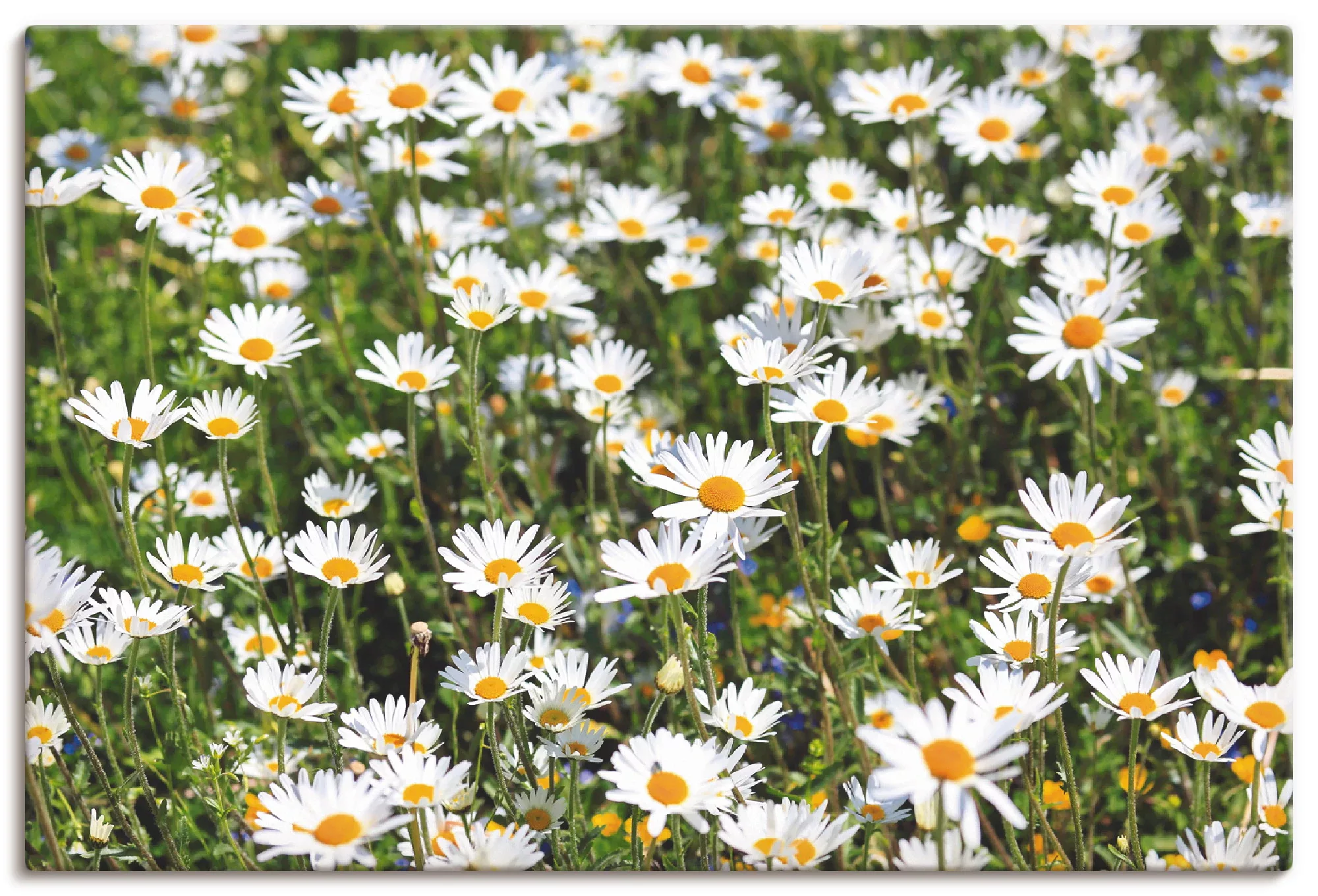 Artland Wandbild "Gänseblümchen", Blumen, (1 St.), als Alubild, Outdoorbild günstig online kaufen