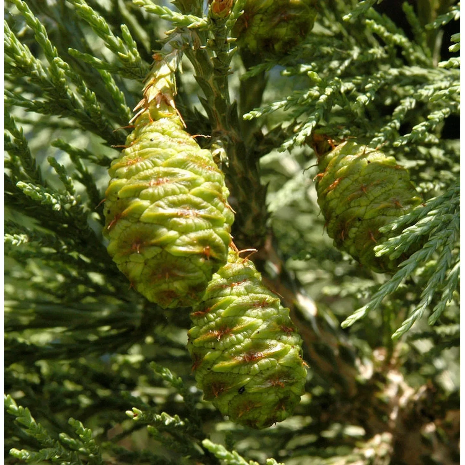 Kalifornischer Mammutbaum 80-100cm - Sequoiadendron giganteum günstig online kaufen