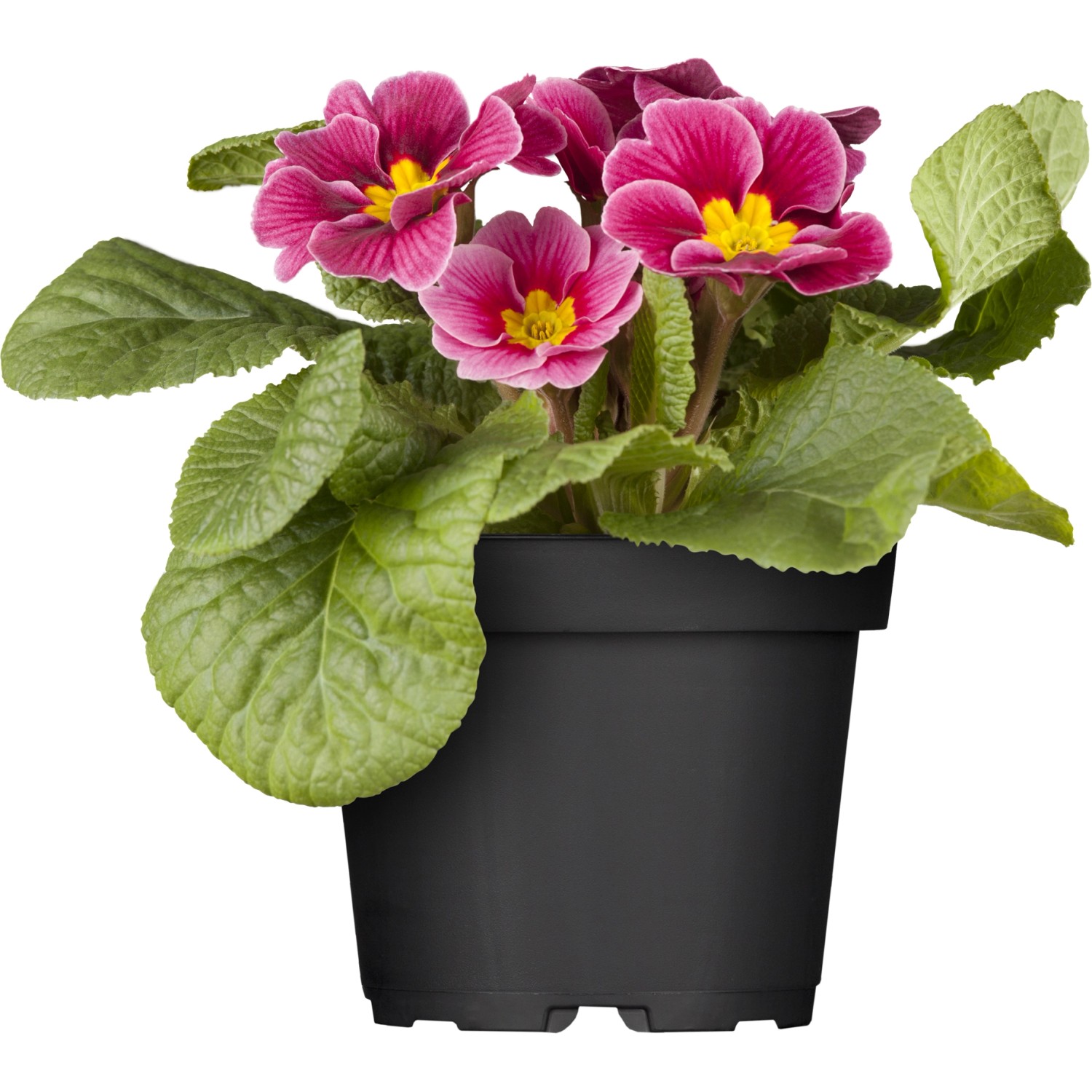 Kissen-Primel Rosa Topf Ø ca. 11 cm Primula acaulis günstig online kaufen