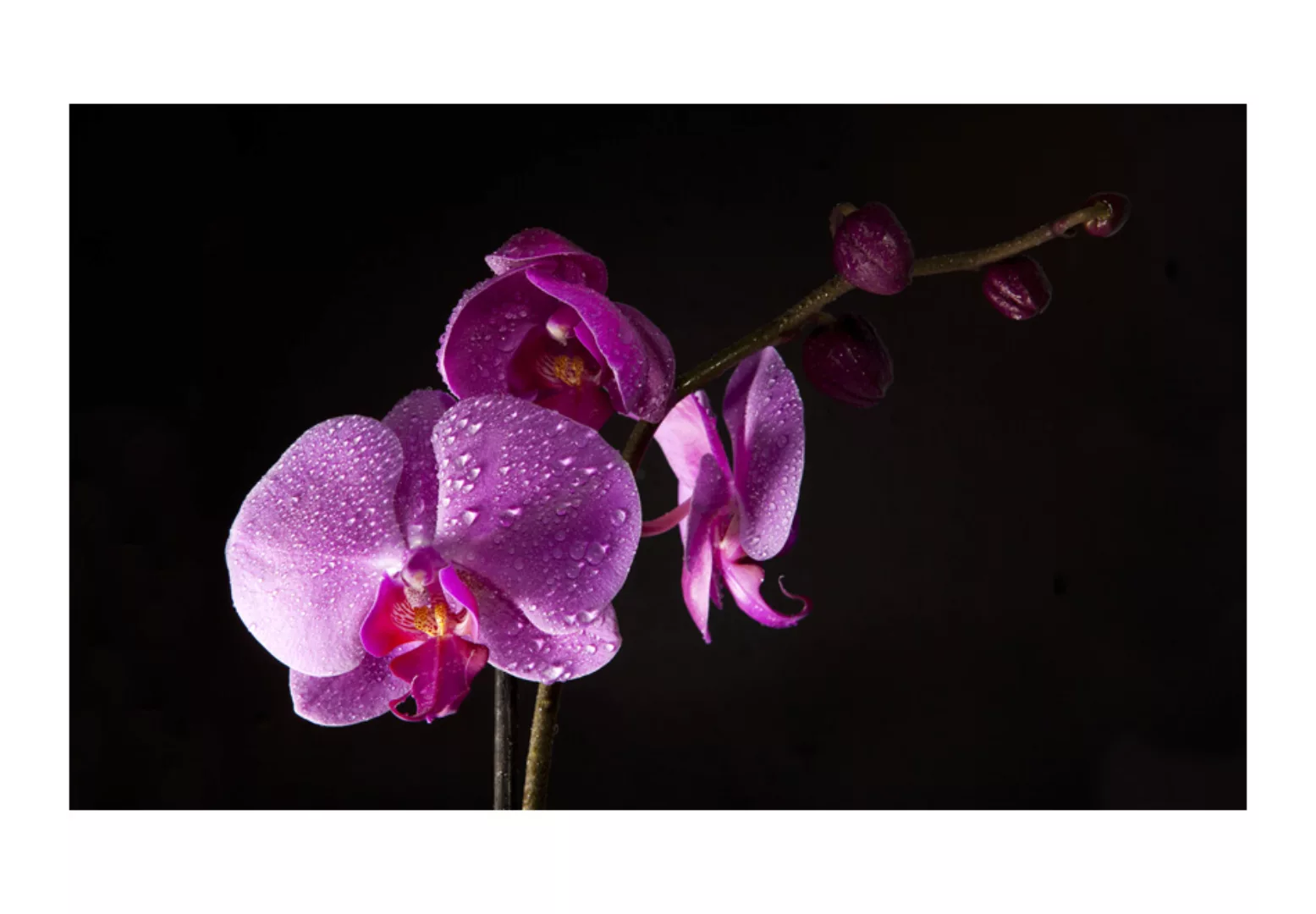 Fototapete - Stilvoll  Orchidee günstig online kaufen