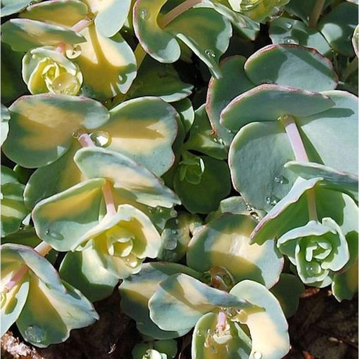 Oktober Fetthenne - Sedum sieboldii günstig online kaufen