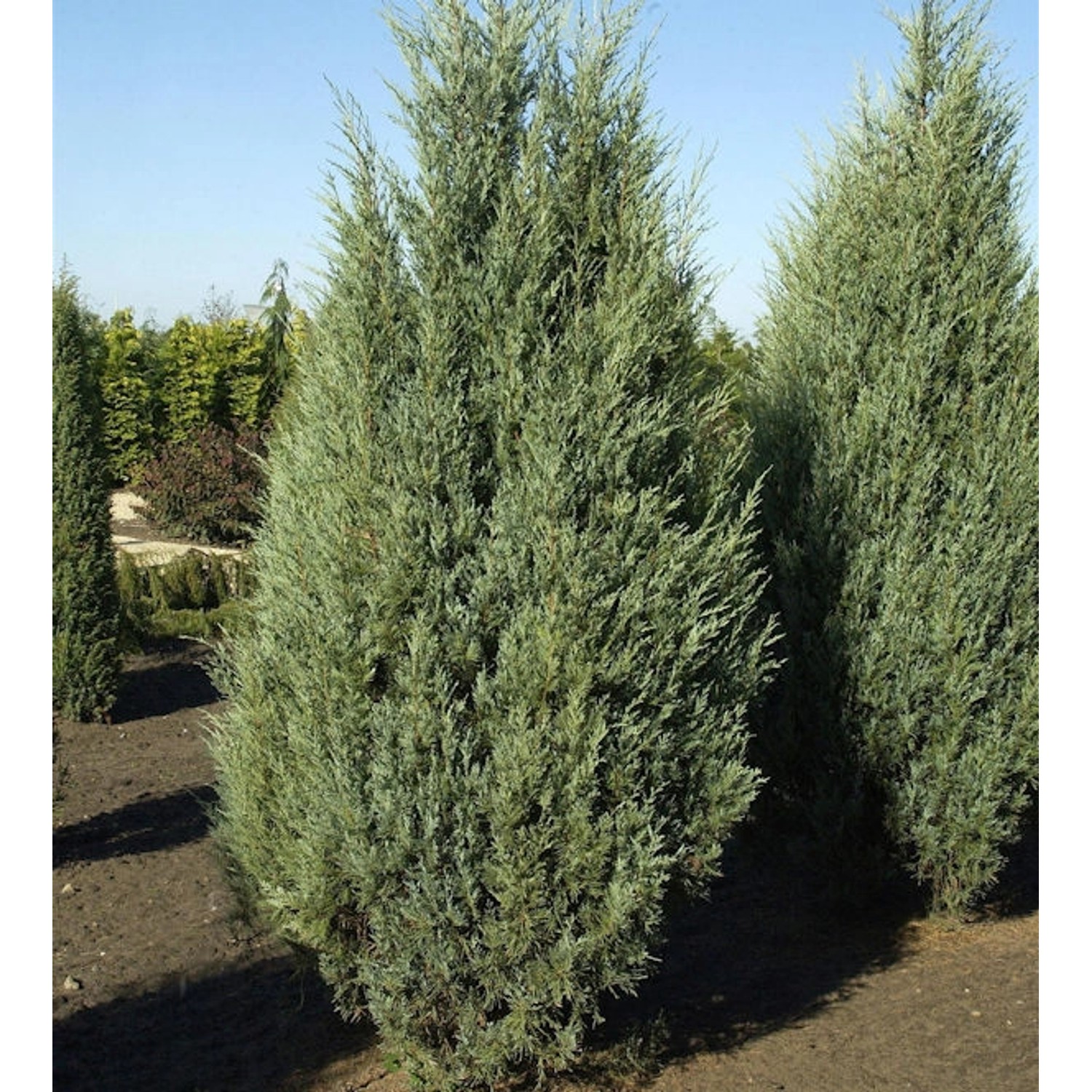 Säulen Wacholder Moonglow 80-100cm - Juniperus scopulorum günstig online kaufen