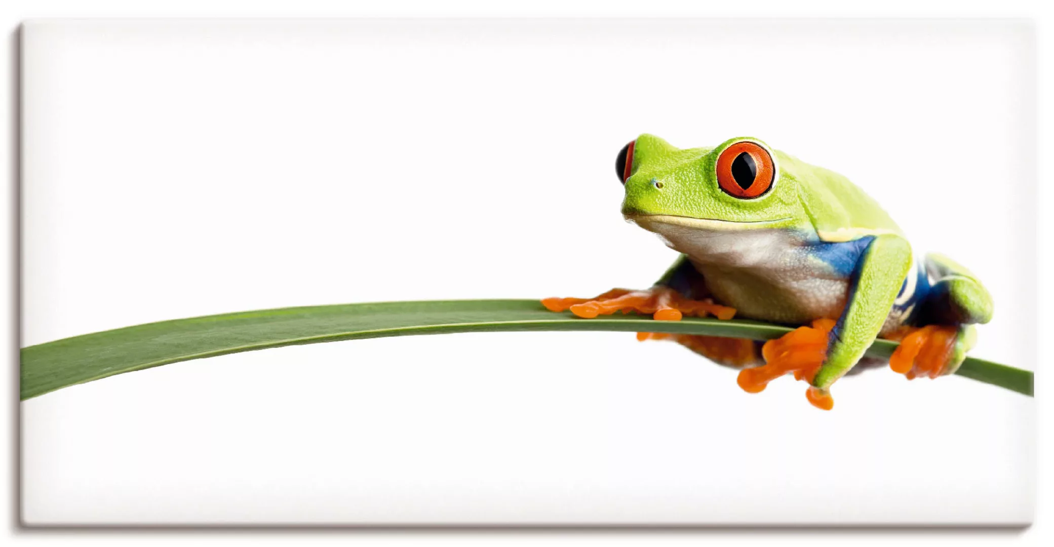 Artland Wandbild »Frosch auf einem Blatt«, Wassertiere, (1 St.) günstig online kaufen