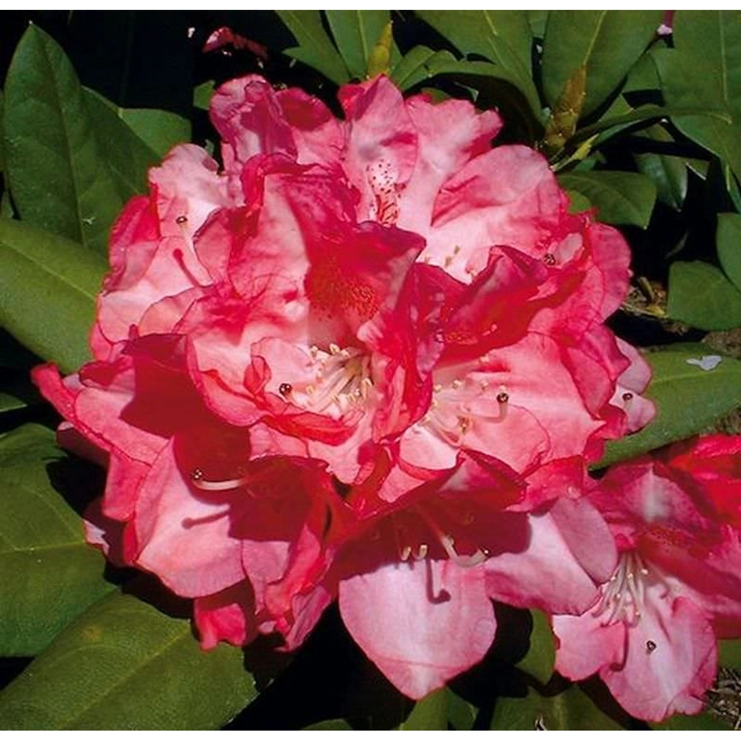 Hochstamm Rhododendron Anuschka 60-80cm - Alpenrose günstig online kaufen