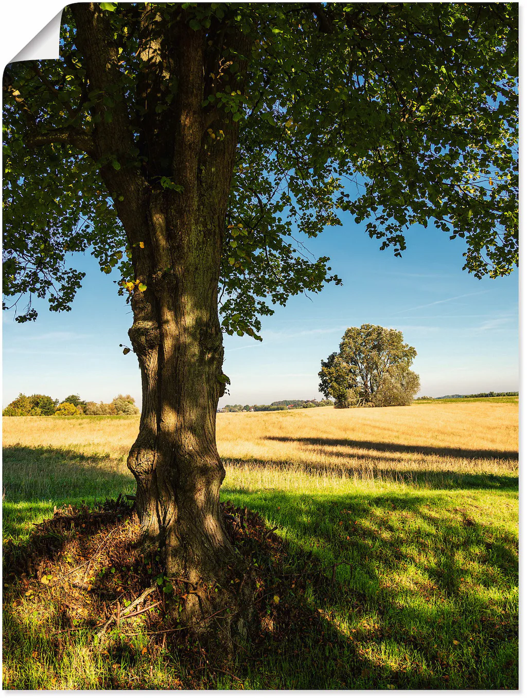 Artland Poster "Feld und Bäumen bei Hohen Demzin", Felder, (1 St.), als Alu günstig online kaufen