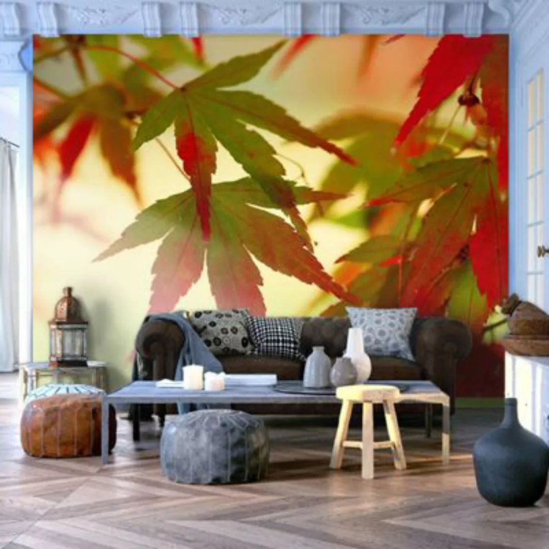 artgeist Fototapete Bunte Blätter im Oktober mehrfarbig Gr. 250 x 193 günstig online kaufen