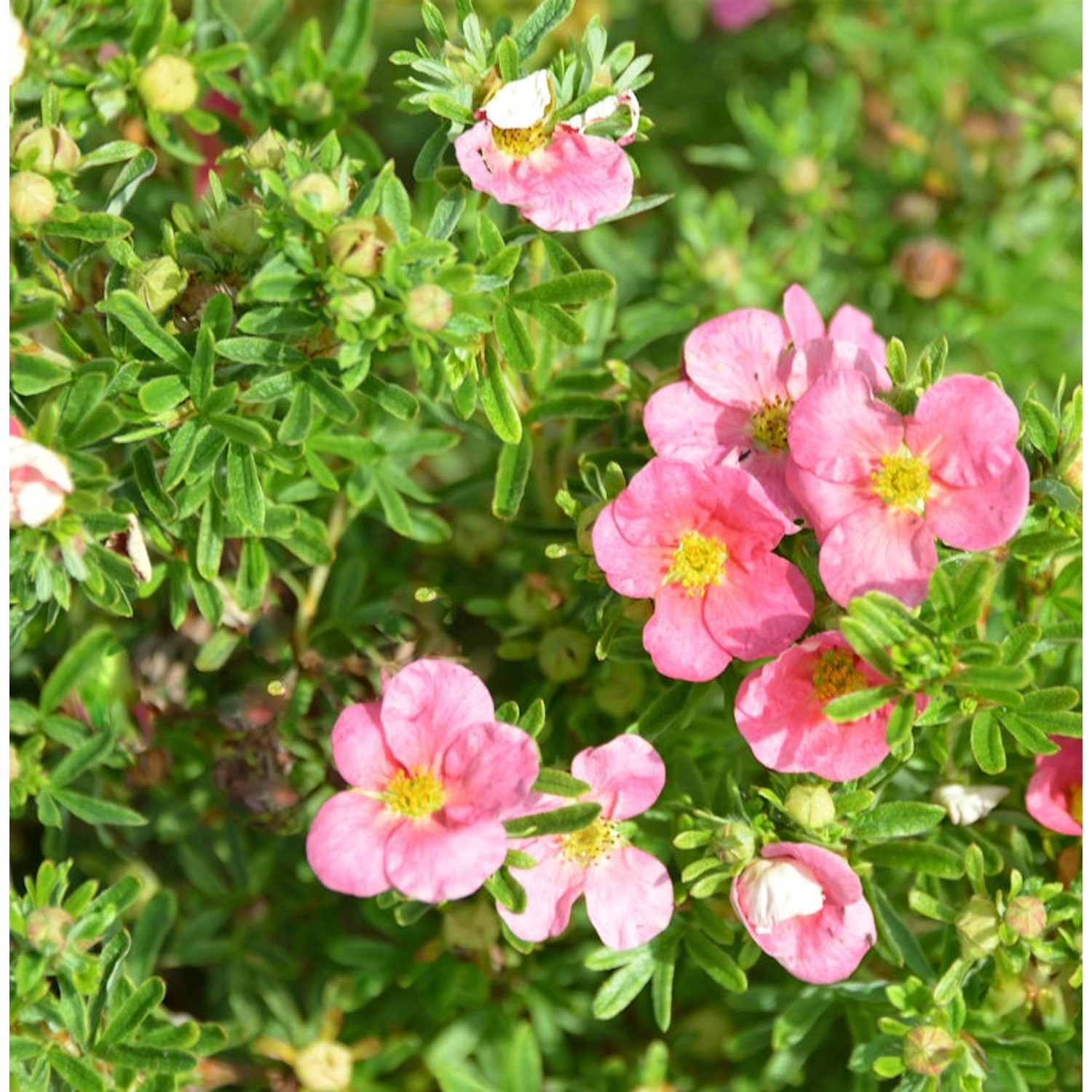 10x Fünffingerstrauch Bellissima - Potentilla fruticosa günstig online kaufen