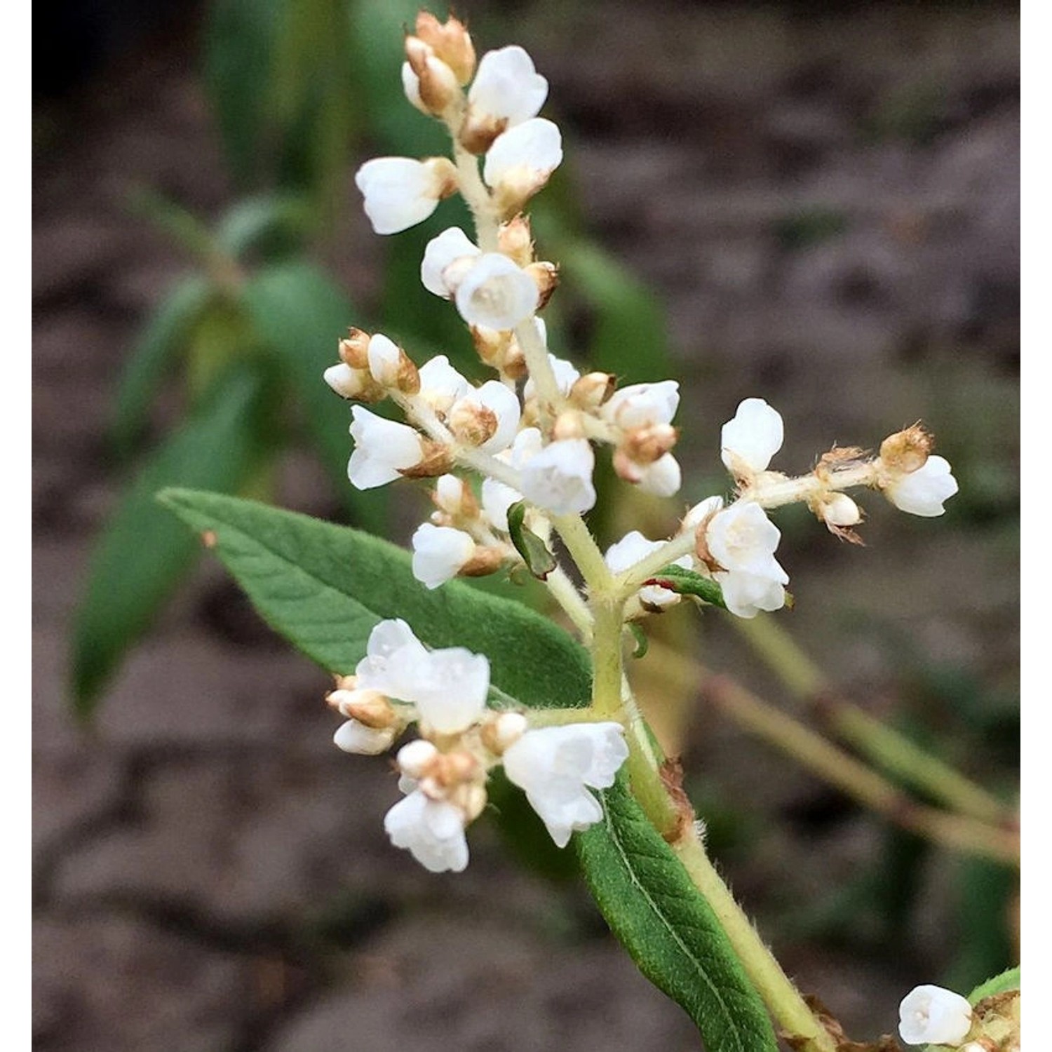 Himalaja Glocken Knöterich - Aconogonon campanulatum günstig online kaufen