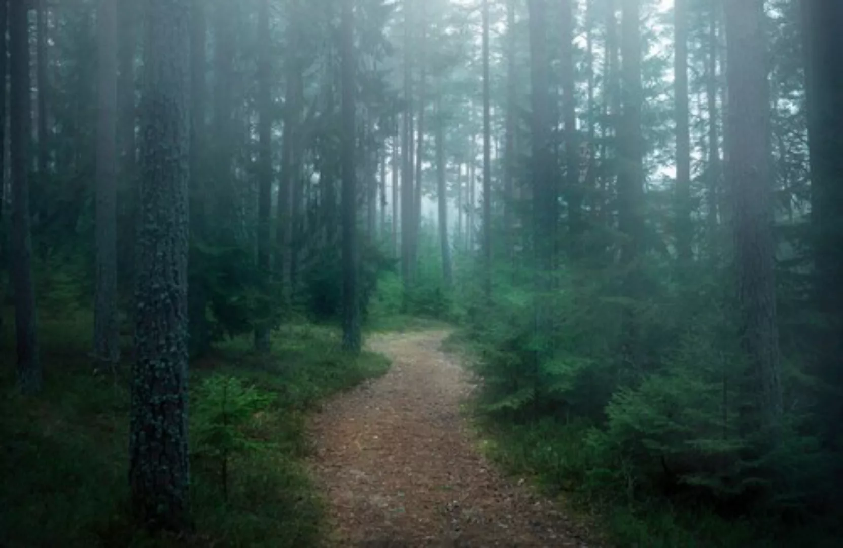 Papermoon Fototapete »Photo-Art CHRISTIAN LINDSTEN, DER VERWUNSCHENE WALD« günstig online kaufen