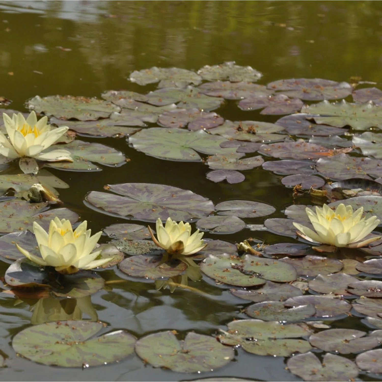 Seerose Marliacea Chromatella - Nymphaea günstig online kaufen