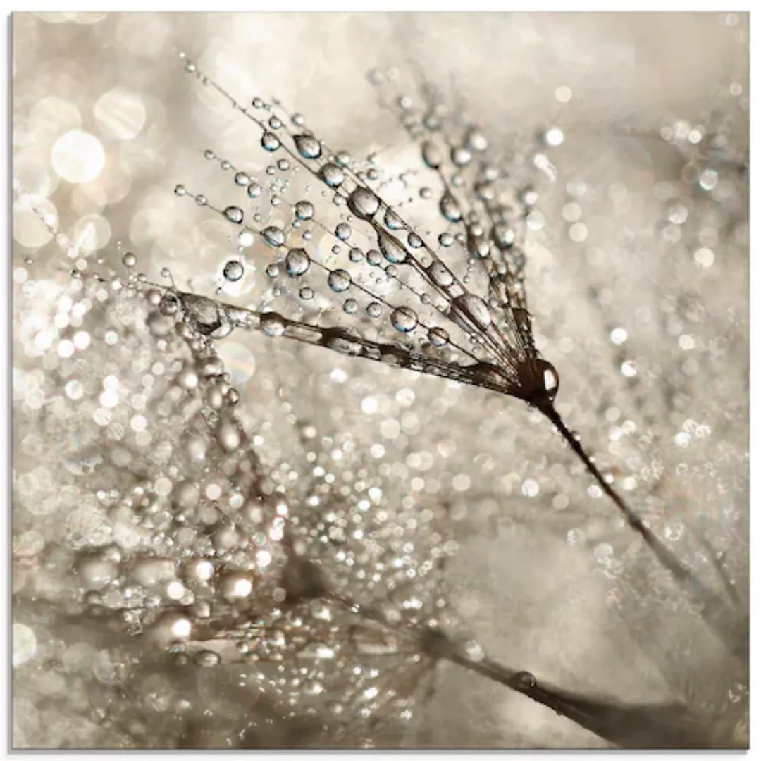 Artland Glasbild "Pusteblume Tautropfen I", Blumen, (1 St.), in verschieden günstig online kaufen