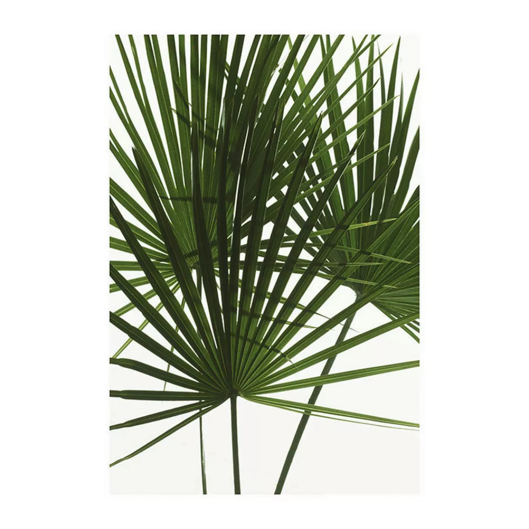 Komar Wandbild Palmtree Leaves 50 cm x 70 cm günstig online kaufen