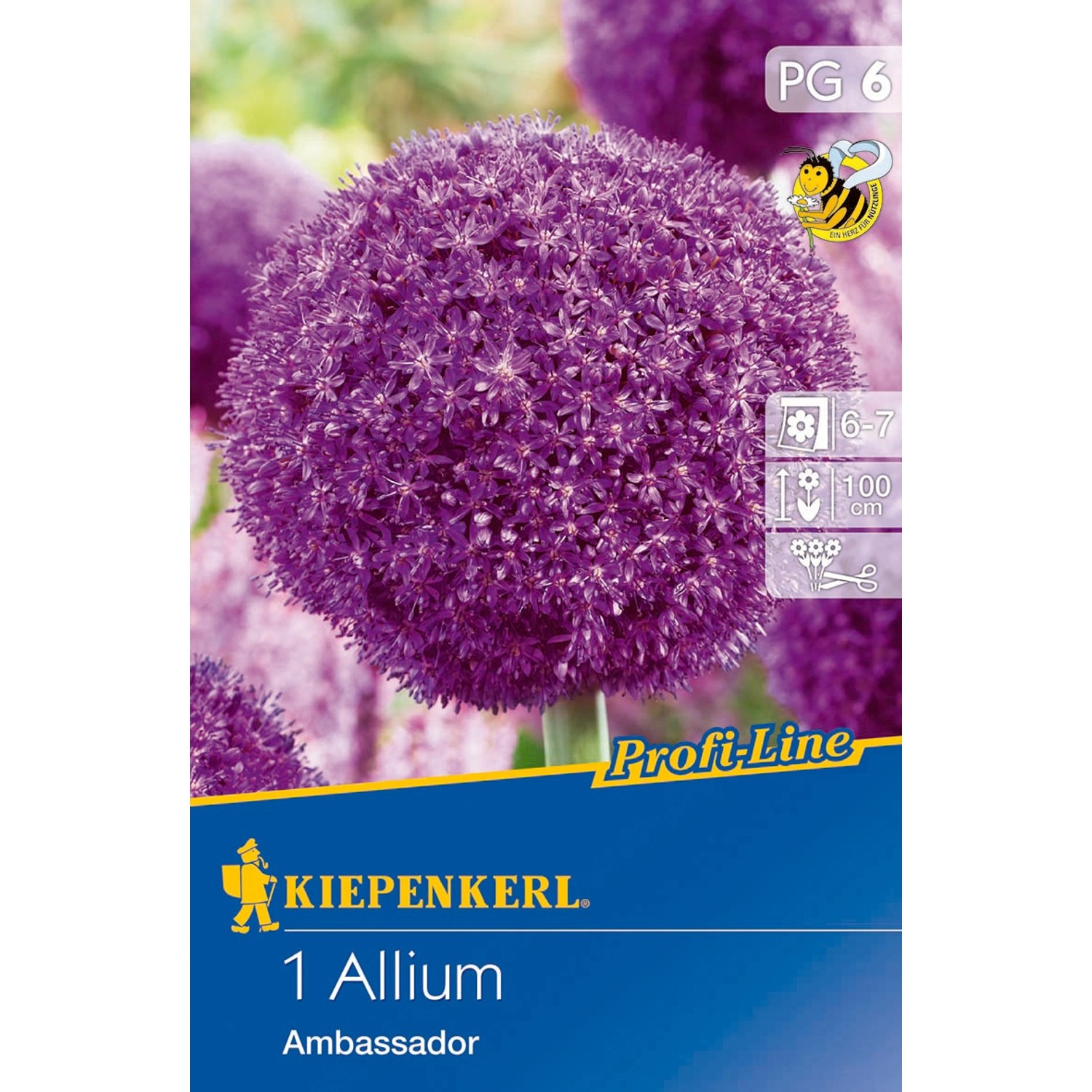 Kiepenkerl Blumenzwiebeln Zierlauch Ambassador Lila 1 Stück Allium x Hybrid günstig online kaufen