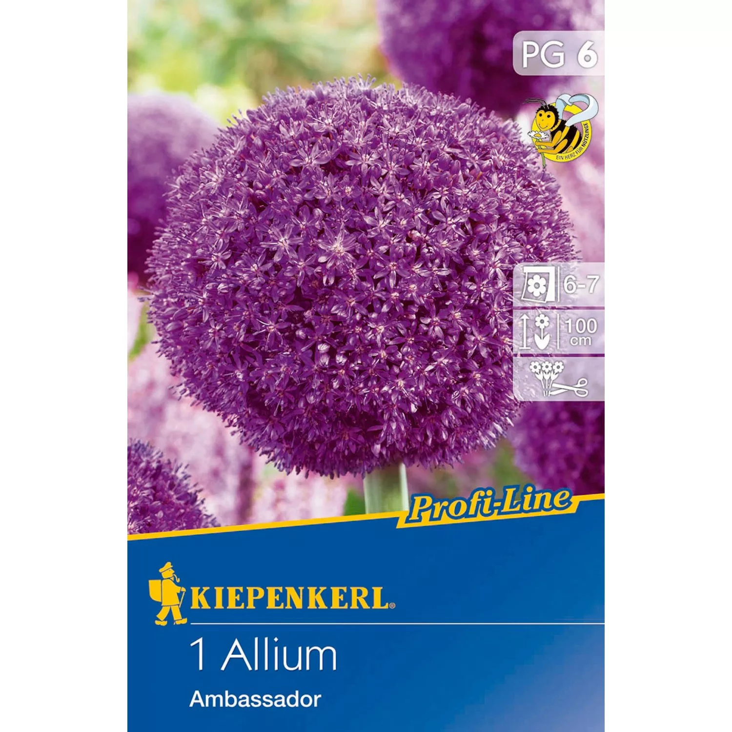 Kiepenkerl Blumenzwiebeln Zierlauch Ambassador Lila 1 Stück Allium x Hybrid günstig online kaufen