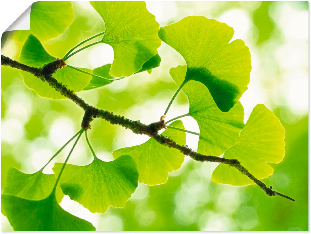 Artland Wandbild "Ginkgo", Blätter, (1 St.), als Leinwandbild, Poster in ve günstig online kaufen