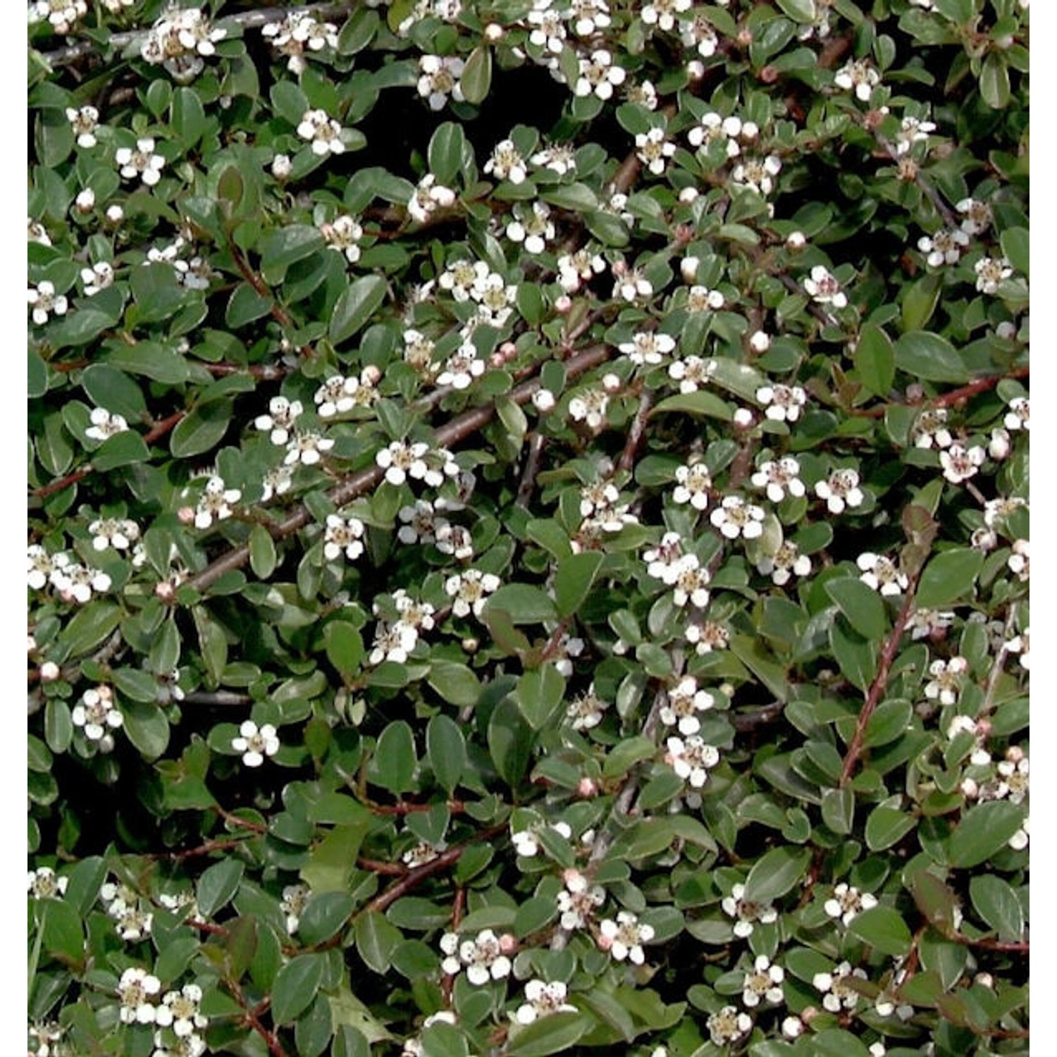 10x Zwergmispel Radicans 15-20cm - Cotoneaster dammeri günstig online kaufen