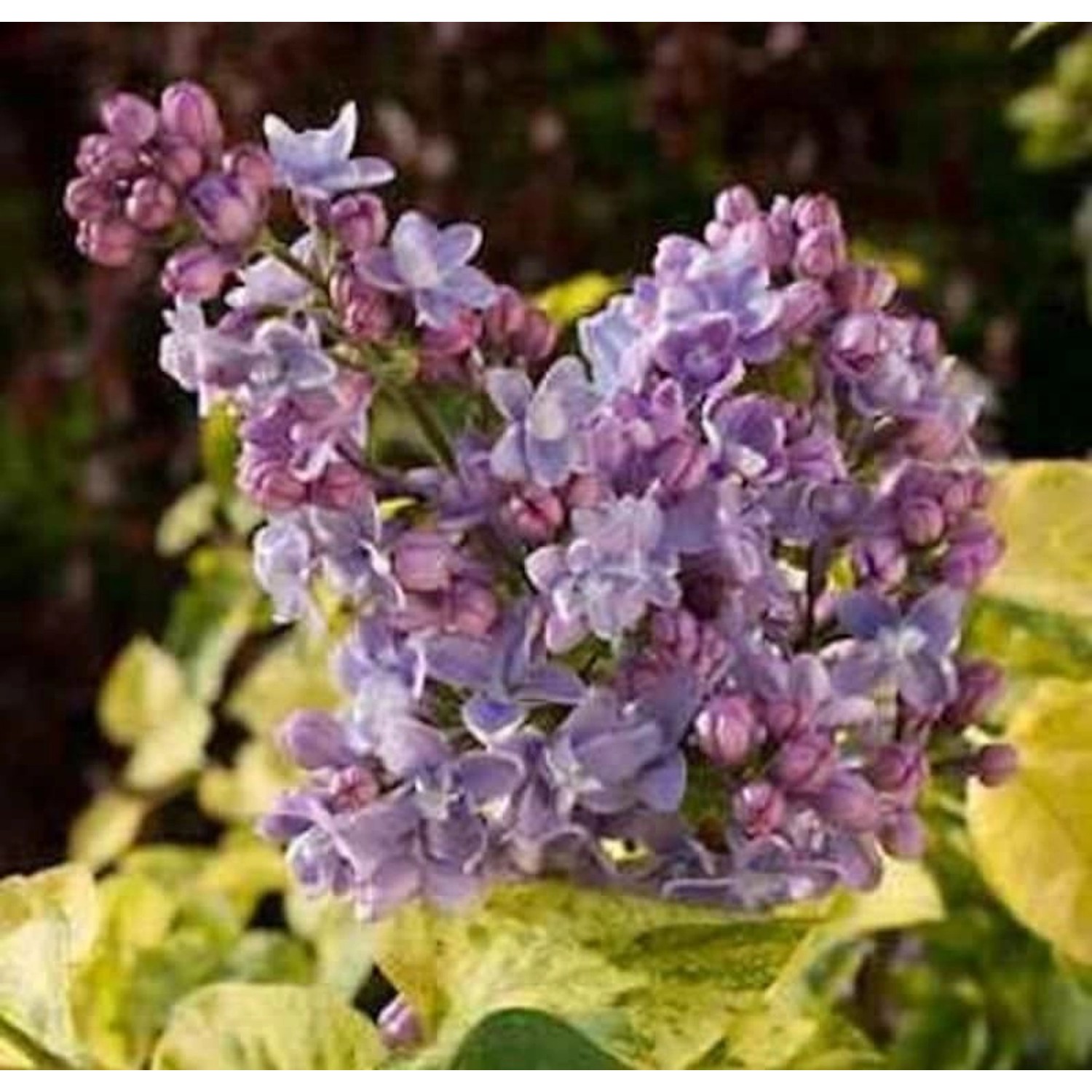 Edelflieder Aucubaefolia - Kircher-Collection 100-125cm - Syringa vulgaris günstig online kaufen