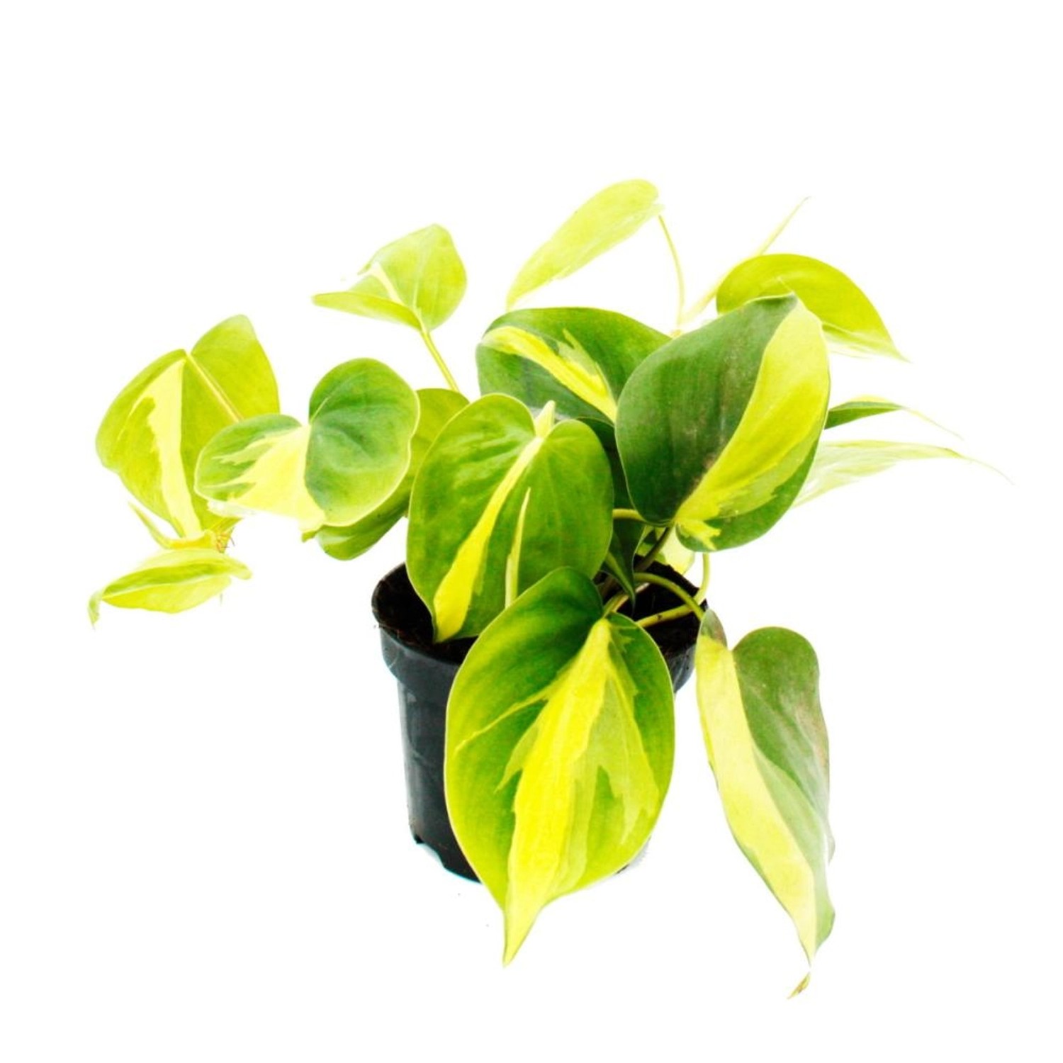 Exotenherz Philodendron Scandens Brasil Kletternder Baumfreund Zweifarbig 1 günstig online kaufen