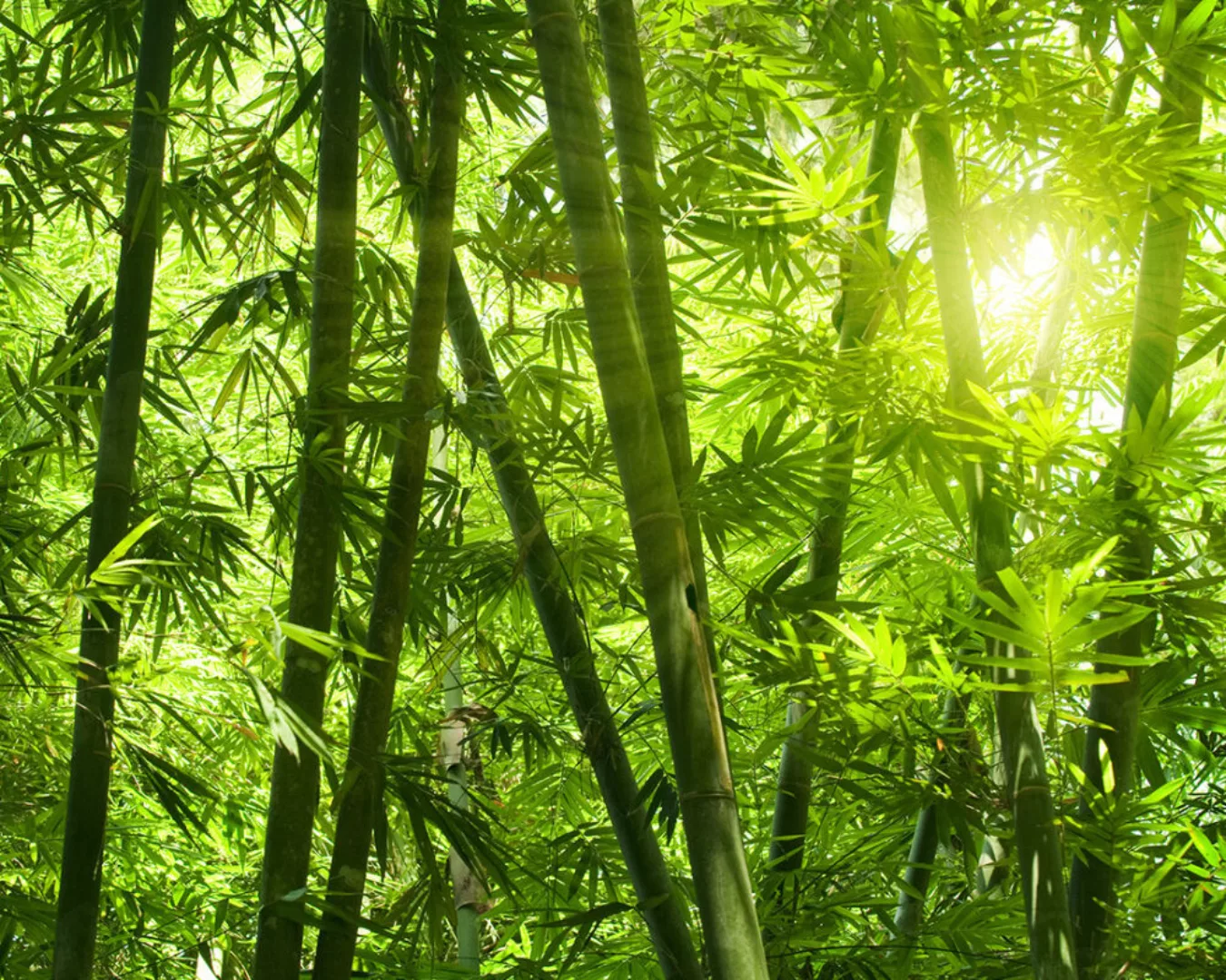 Fototapete "Bambusnatur" 4,00x2,50 m / Glattvlies Perlmutt günstig online kaufen