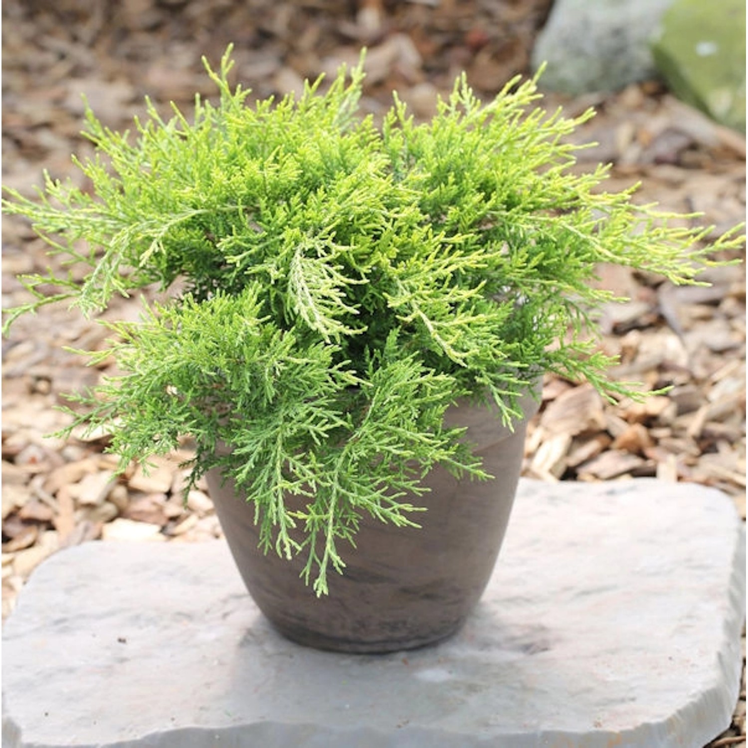 Goldgelber Wacholder Old Gold 15-20cm - Juniperus media günstig online kaufen