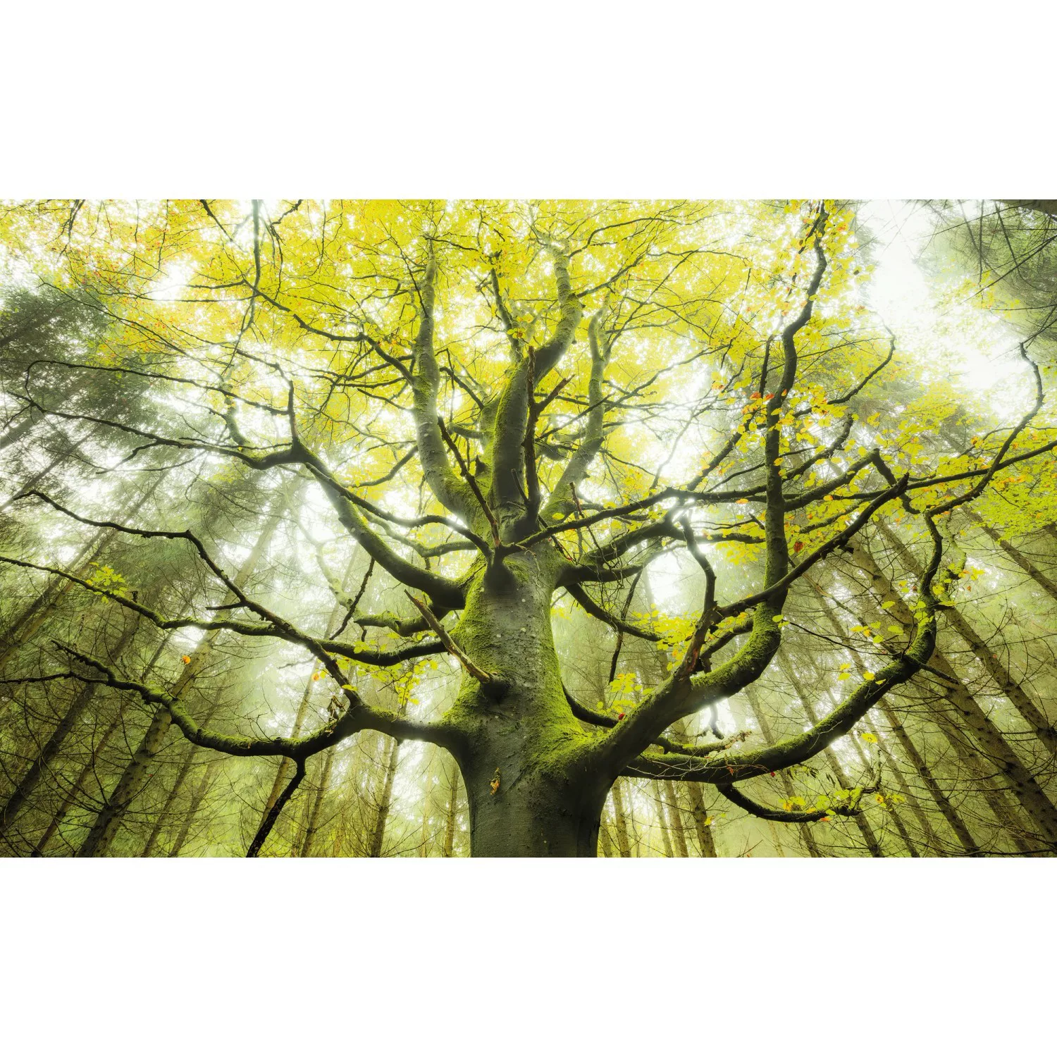 KOMAR Vlies Fototapete - Der Traumbaum - Größe 450 x 280 cm mehrfarbig günstig online kaufen