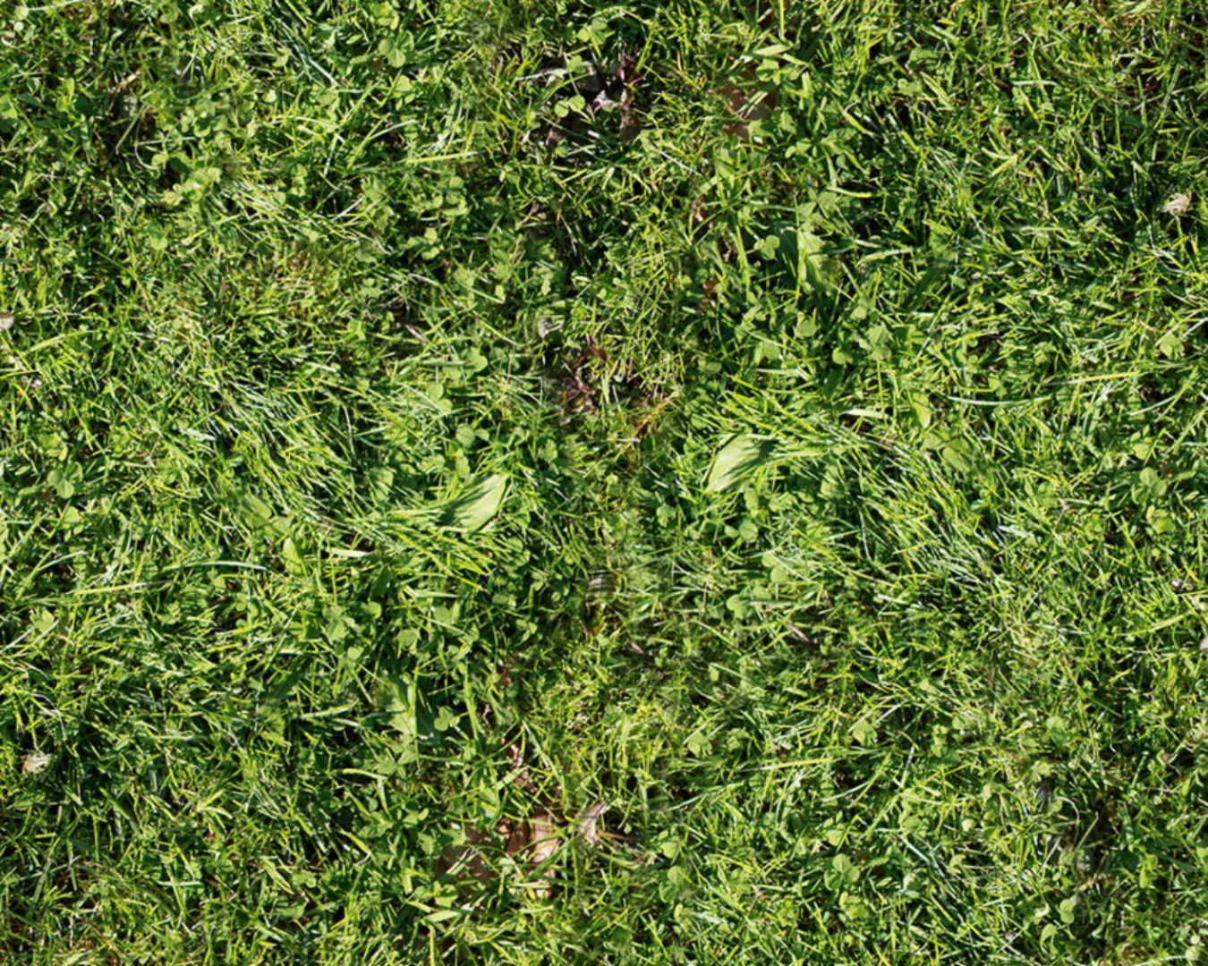 Fototapete "Rasen grn" 4,00x2,50 m / Strukturvlies Klassik günstig online kaufen