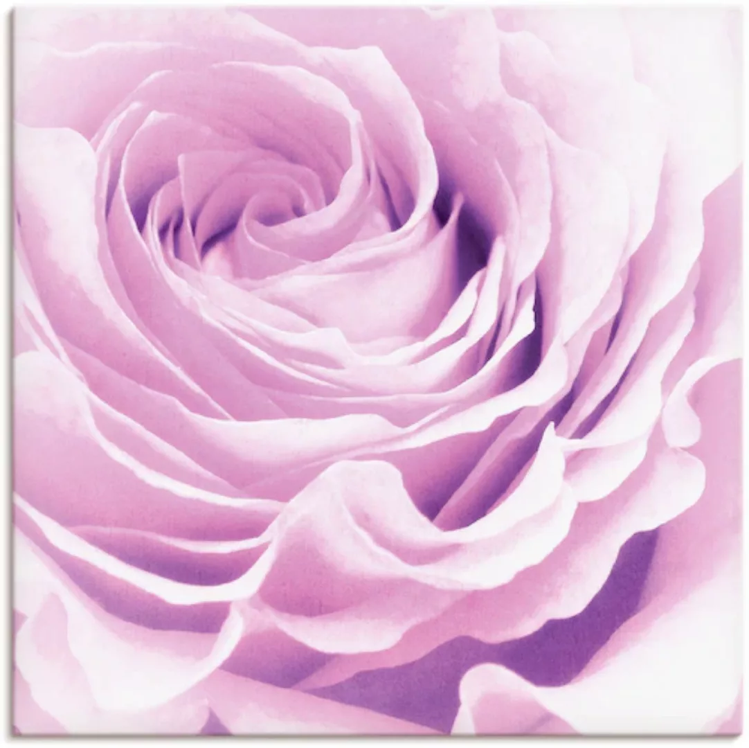 Artland Wandbild »Pastell Rose«, Blumen, (1 St.), als Leinwandbild, Poster, günstig online kaufen