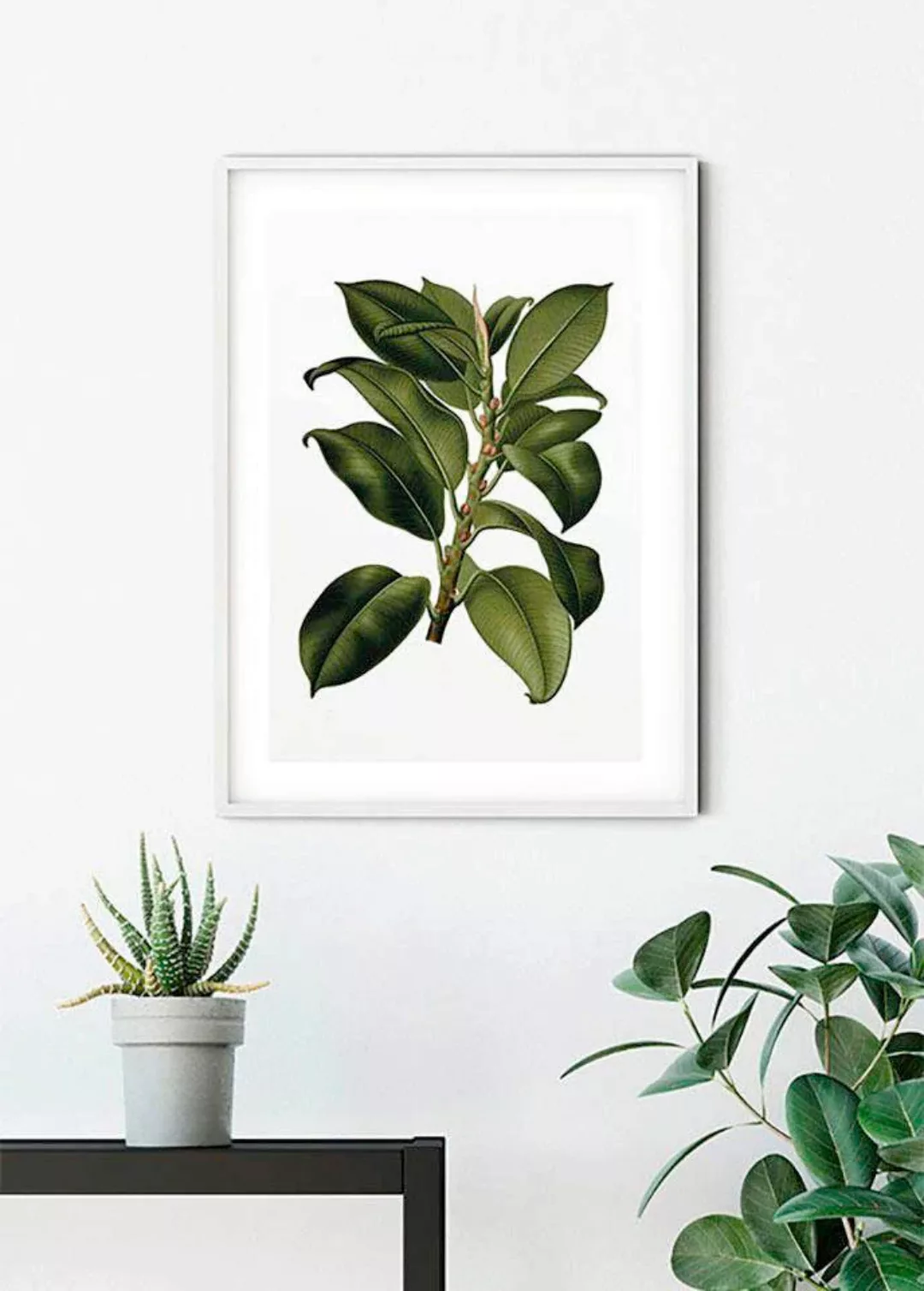 Komar Poster "Elastica Tree", Pflanzen-Blätter, (1 St.) günstig online kaufen