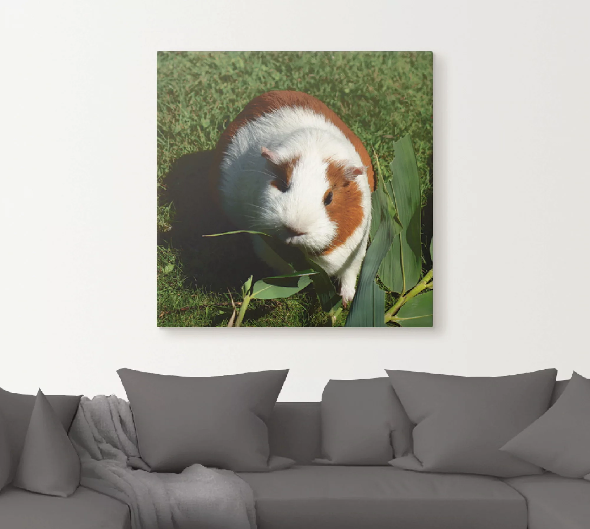 Artland Wandbild "Orange weißes Meerschweinchen", Haustiere, (1 St.), als A günstig online kaufen