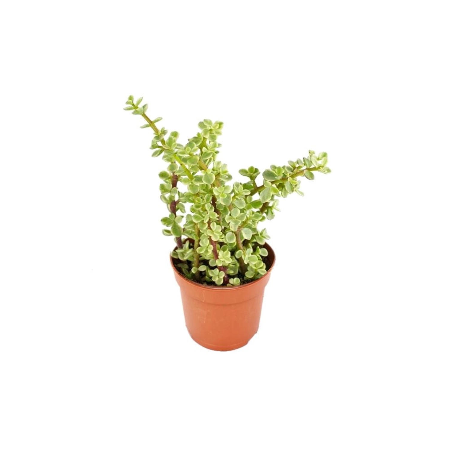 Exotenherz Portulacaria Afra Var. Jadebaum im 8,5cm Topf günstig online kaufen