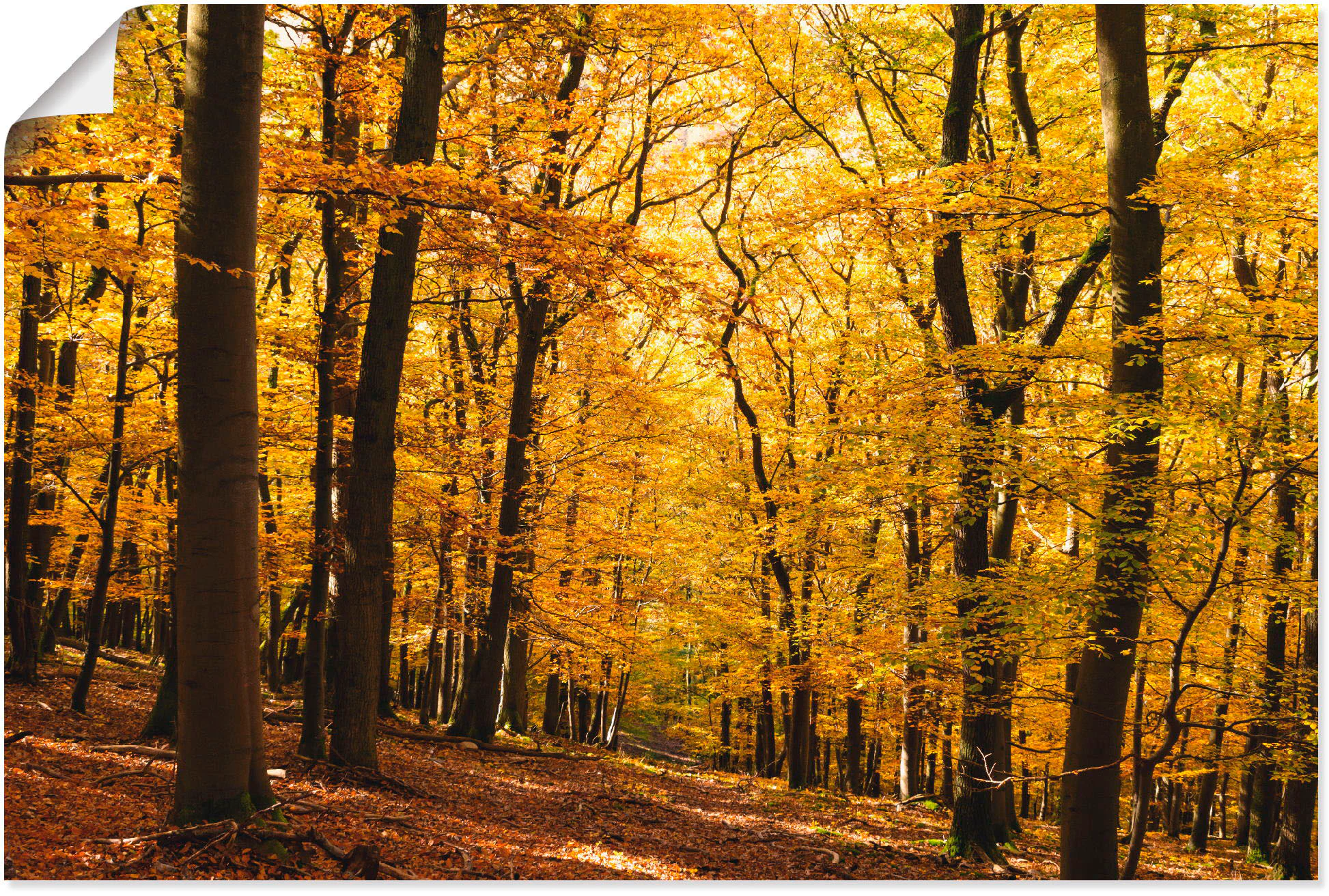 Artland Wandbild "Spaziergang im Herbstwald", Wald, (1 St.), als Alubild, O günstig online kaufen