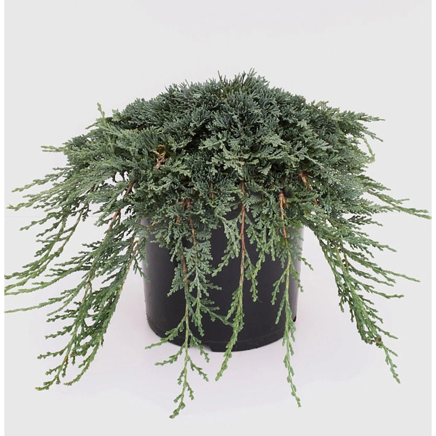 Blauer Kriechwacholder Ice Blue 40-50cm - Juniperus horizontalis günstig online kaufen