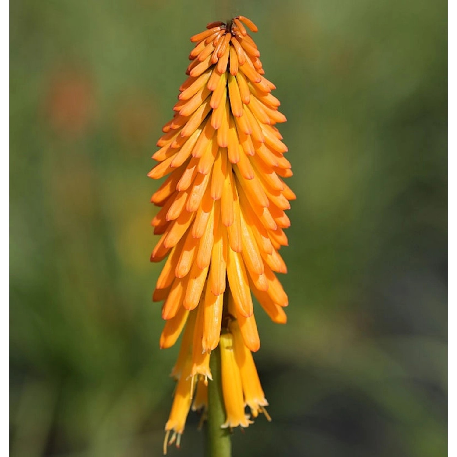 Fackellilie Mango Popsicle - Kniphofia uvaria günstig online kaufen