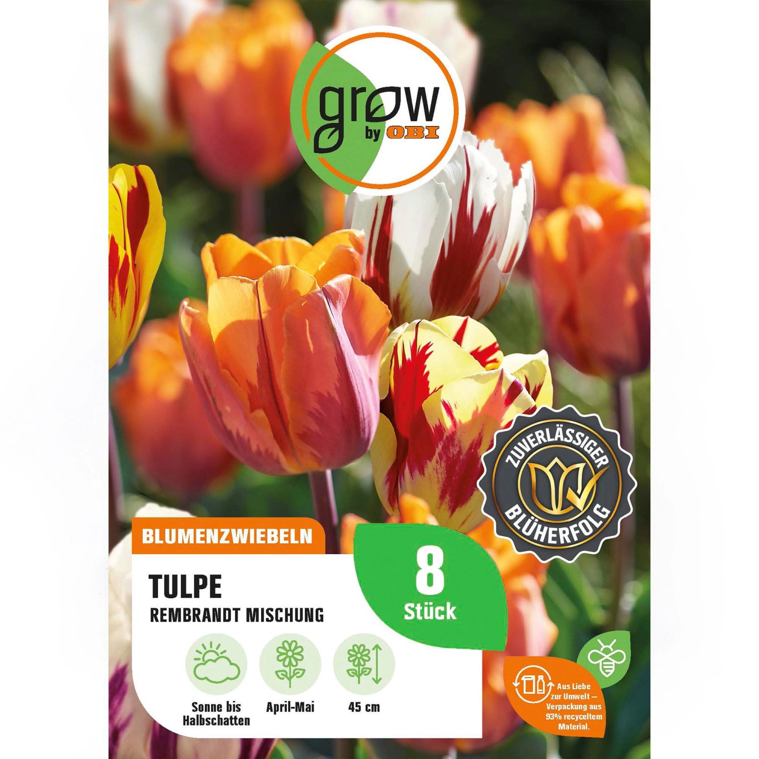 GROW by OBI Tulpen Rembrandt Mischung 8 Stück Tulipa Rembrandt Mixed günstig online kaufen