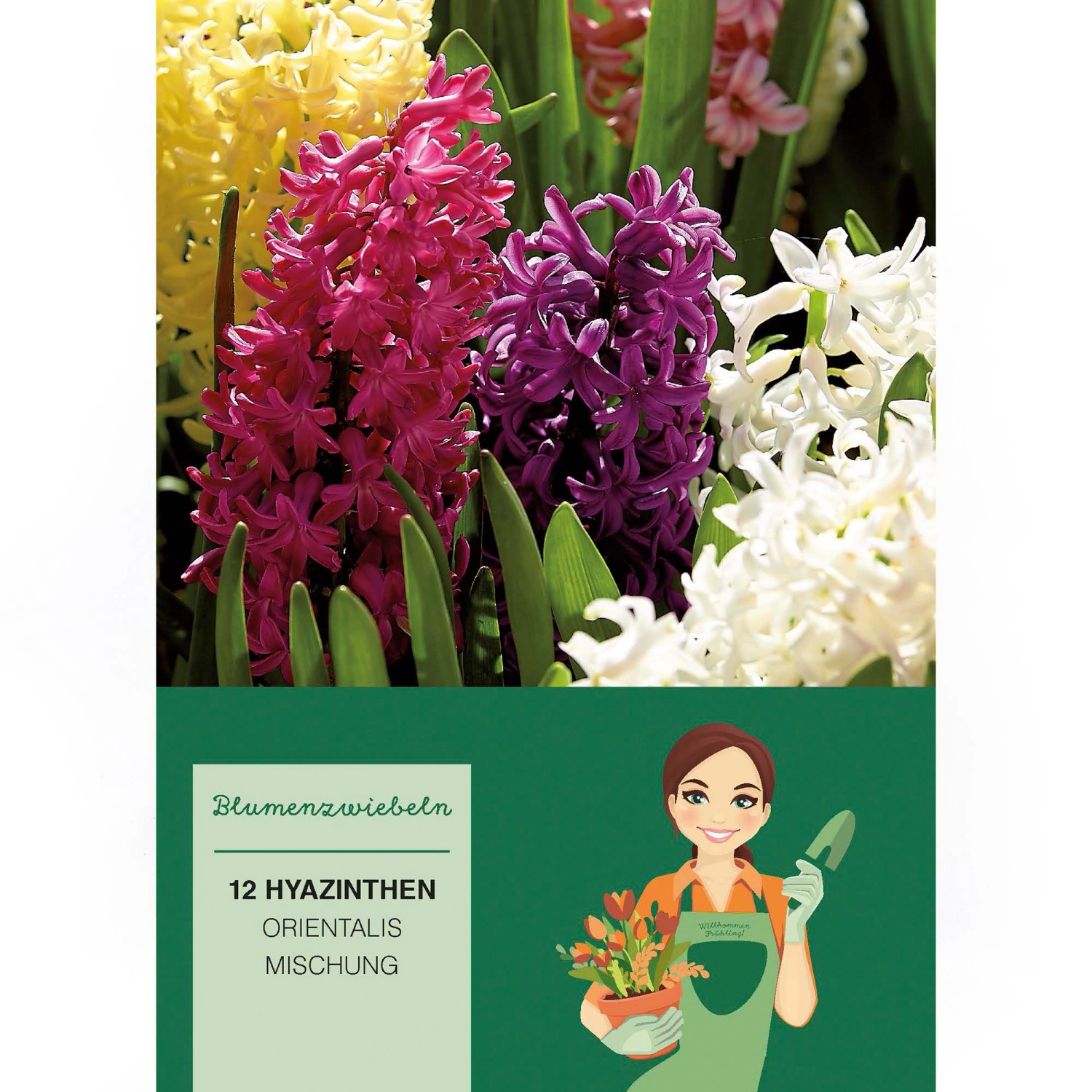 Hyazinthen Mischung Mischung 12 Stück  Hyacinthus Mix günstig online kaufen