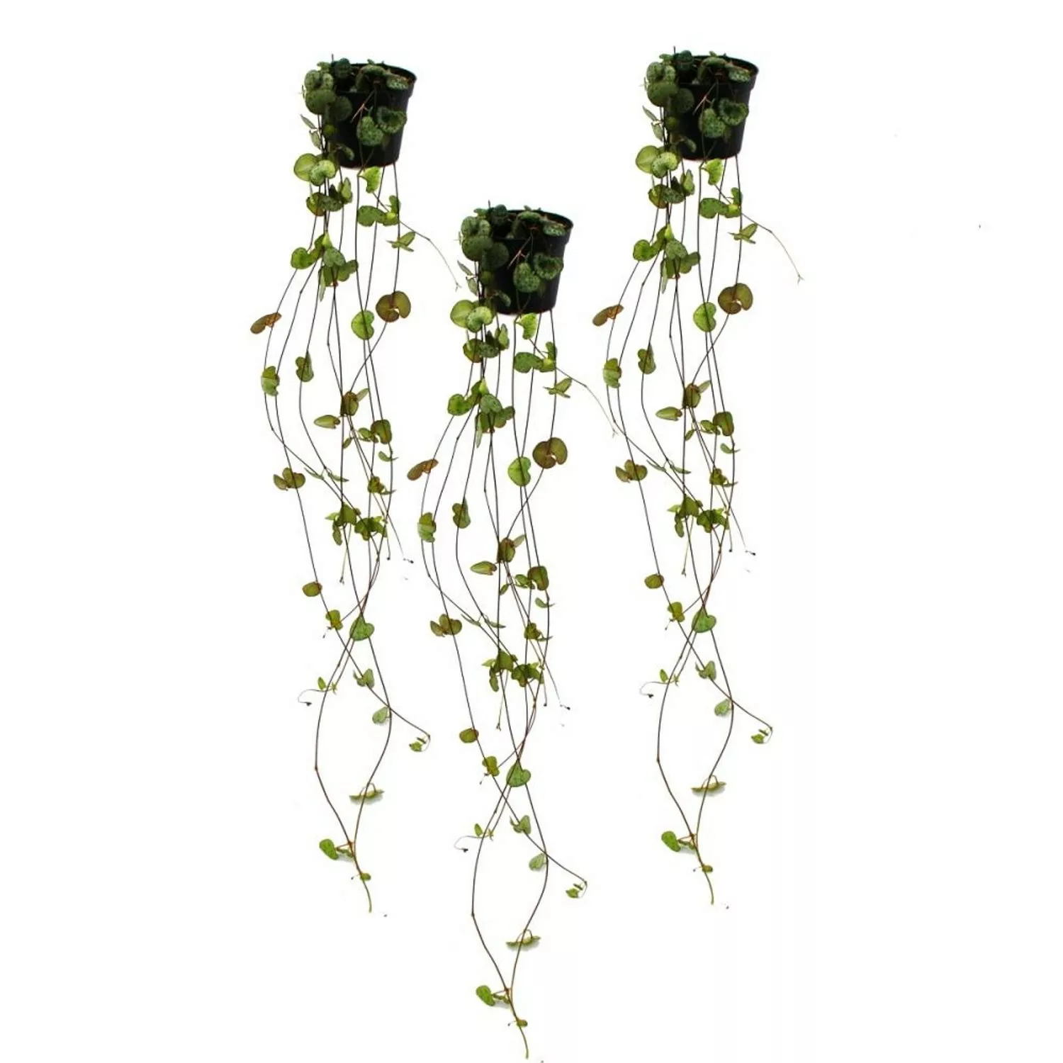 Exotenherz 3er Set Ceropegia Woodii Leuchterblume günstig online kaufen