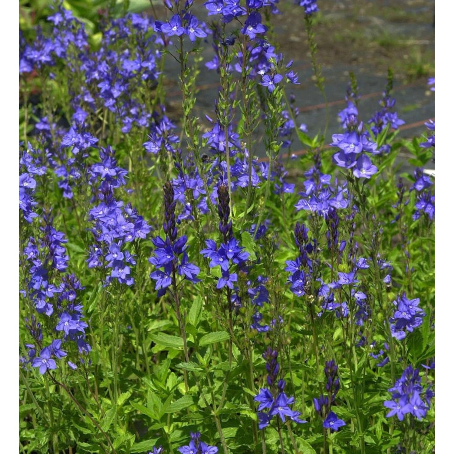 Veronika Österreichischer Ehrenpreis Royal Blue - Veronica austriaca günstig online kaufen