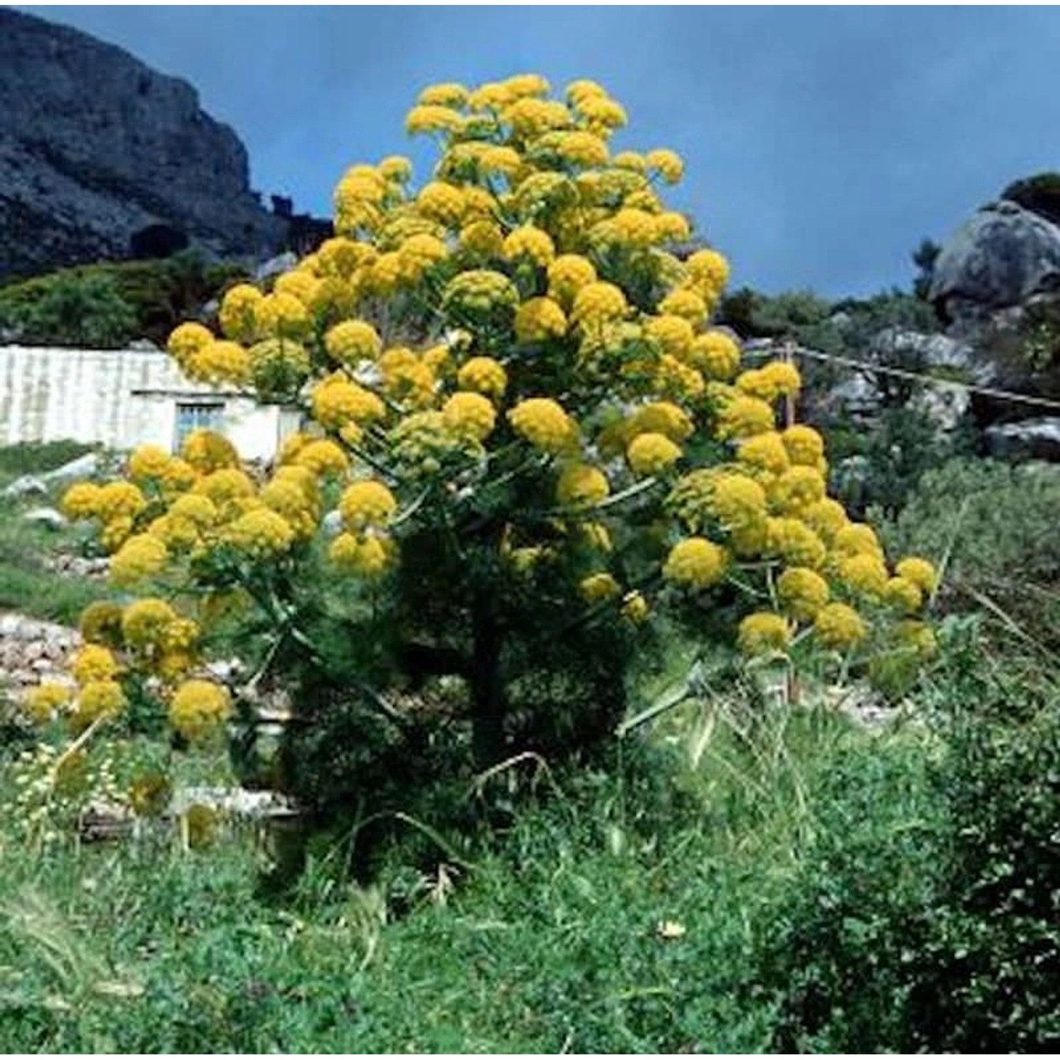 Riesenfenchel - Ferula communis günstig online kaufen