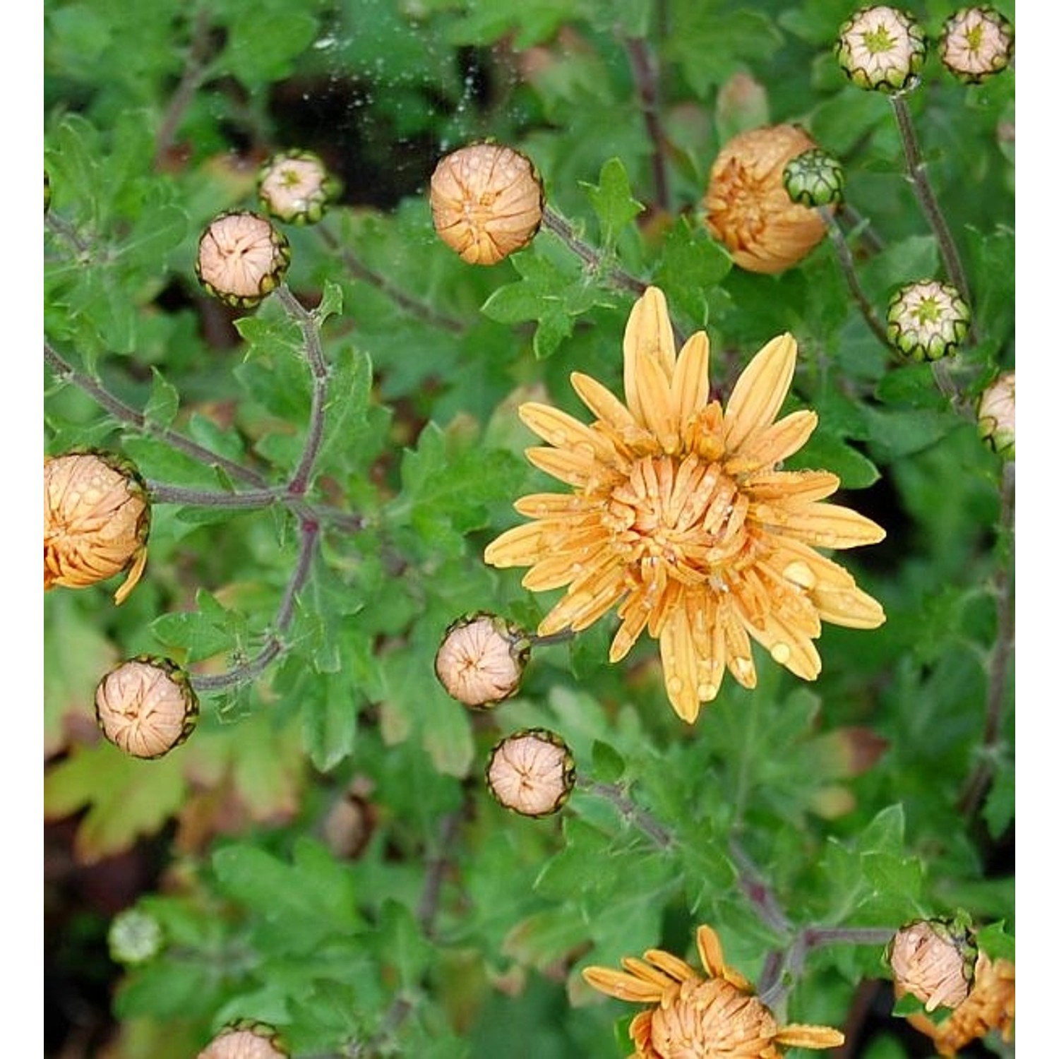 Winteraster Kleiner Bernstein - Chrysanthemum hortorum günstig online kaufen