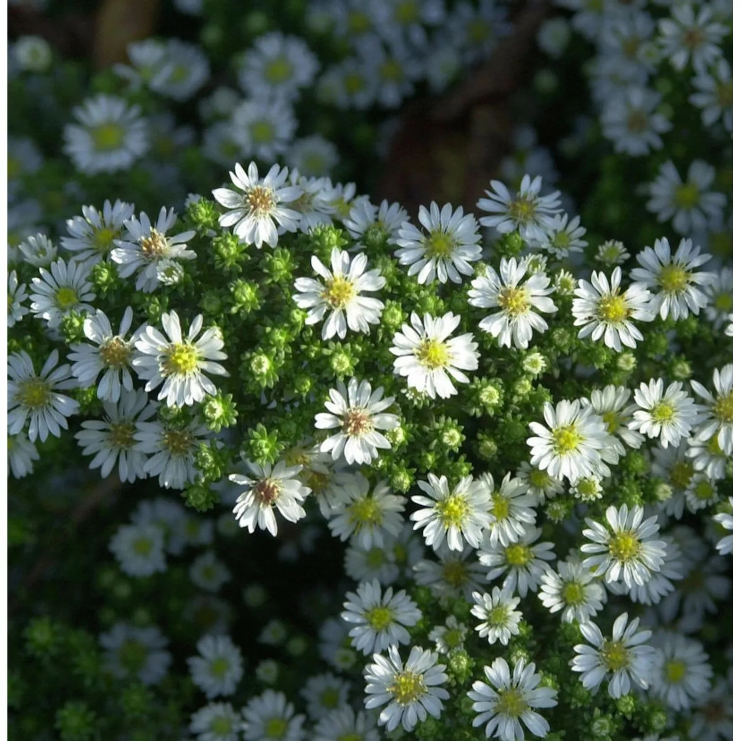 Teppich Aster Snowflurry - Aster pansus günstig online kaufen