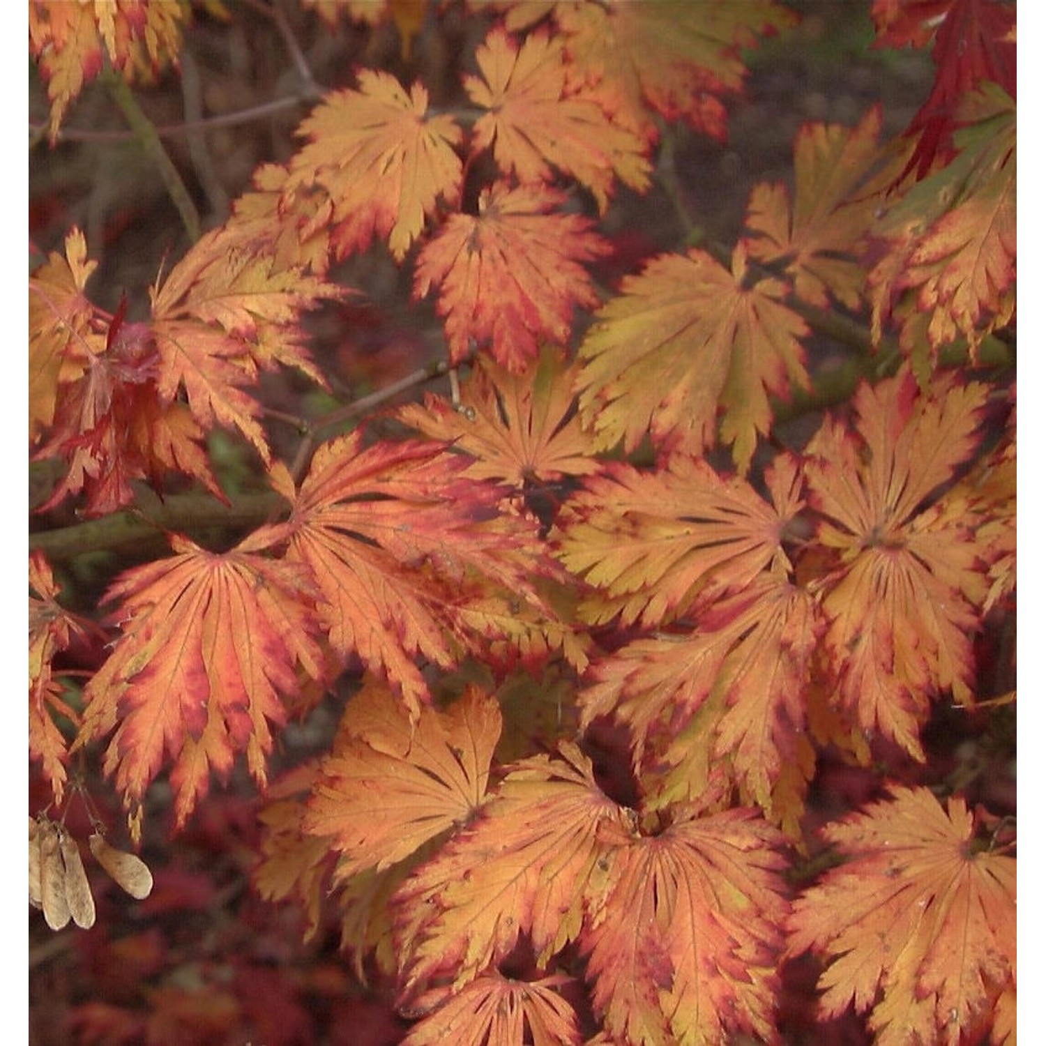 Japanischer Feuerahorn 60-80cm - Acer japonica Aconitifolium günstig online kaufen