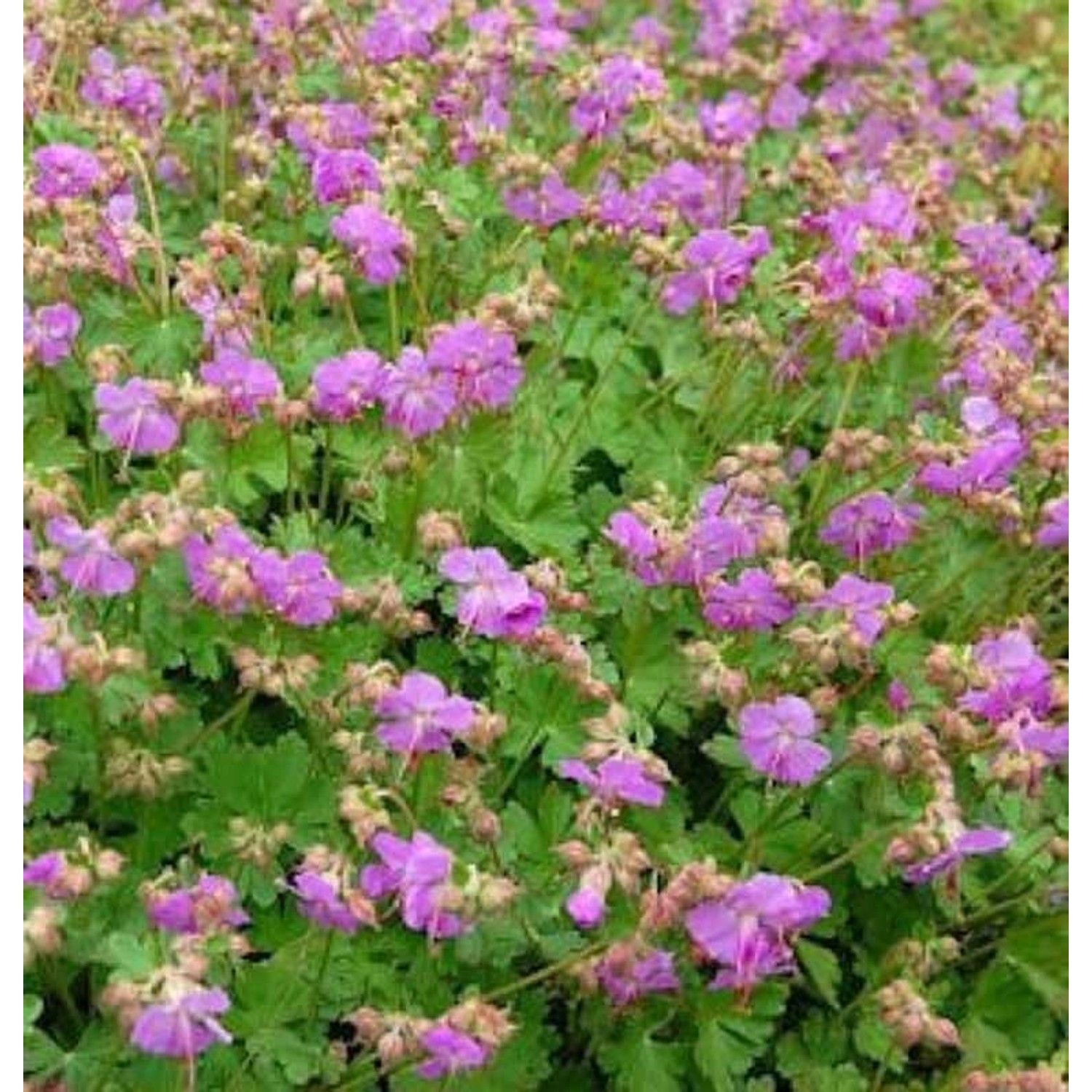 Storchenschnabel Karmina - Geranium cantabrigiense günstig online kaufen