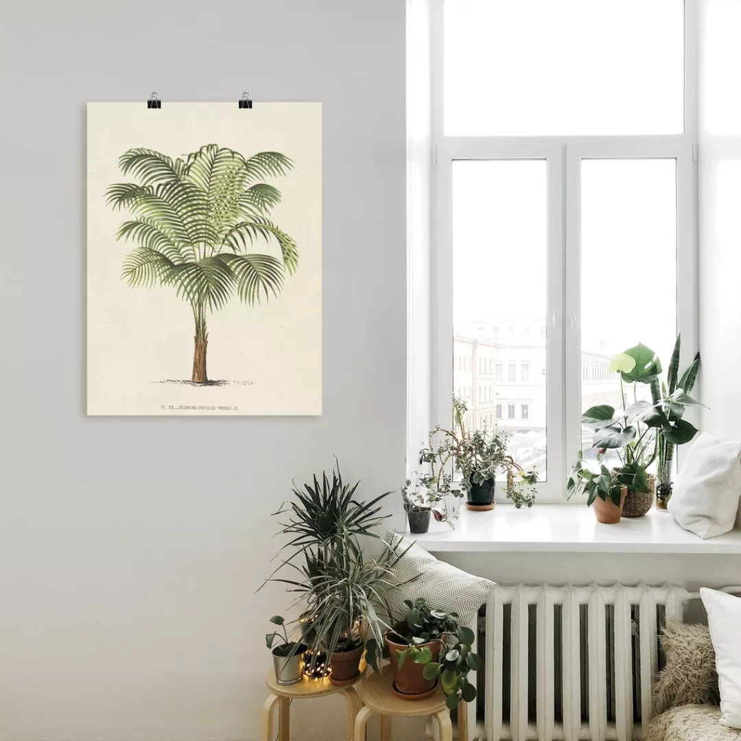 Artland Wandbild "Palme II", Pflanzen, (1 St.), als Leinwandbild, Poster, W günstig online kaufen