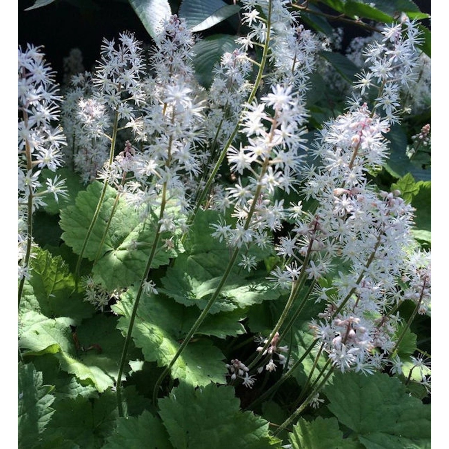 Herzblättrige Schaumblüte Moorgrün - Tiarella cordifolia günstig online kaufen