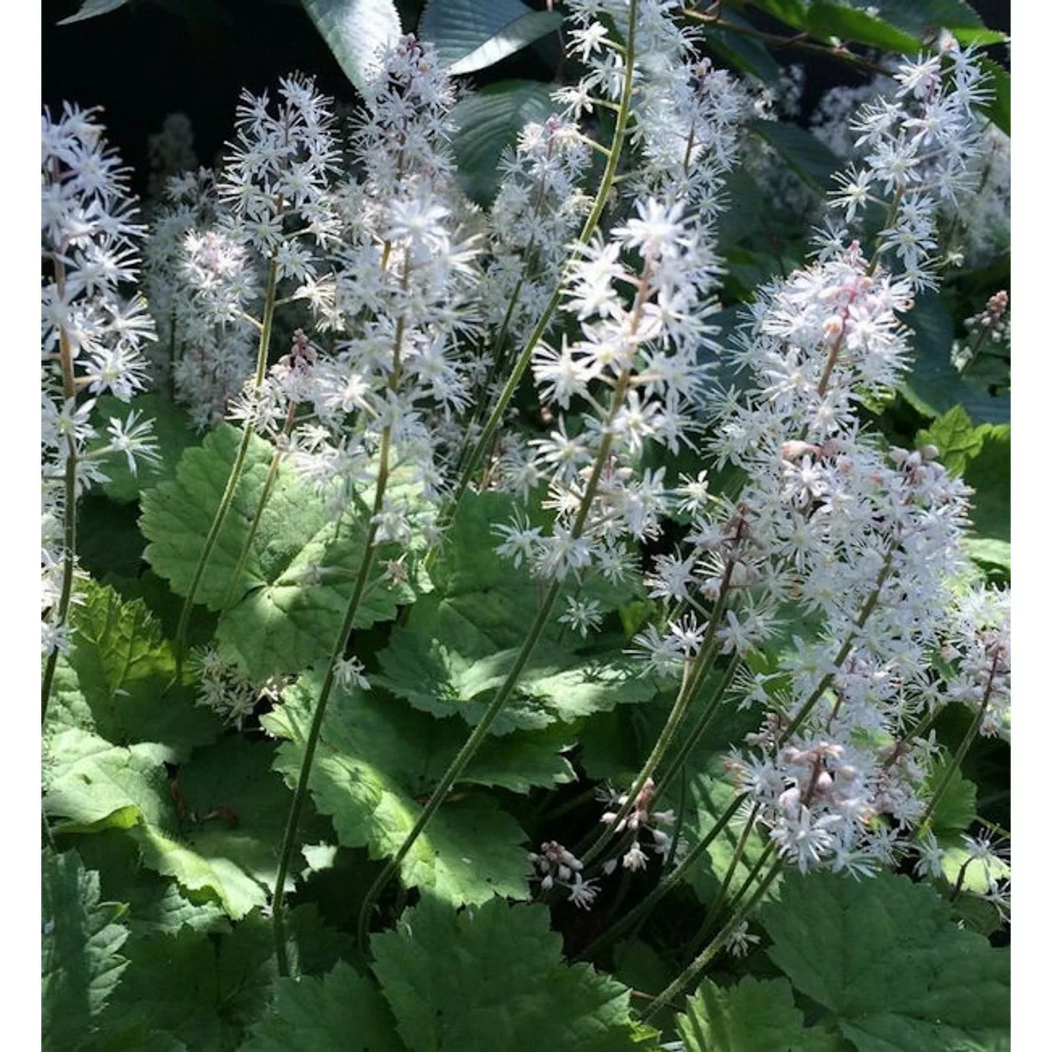 Herzblättrige Schaumblüte Moorgrün - Tiarella cordifolia günstig online kaufen