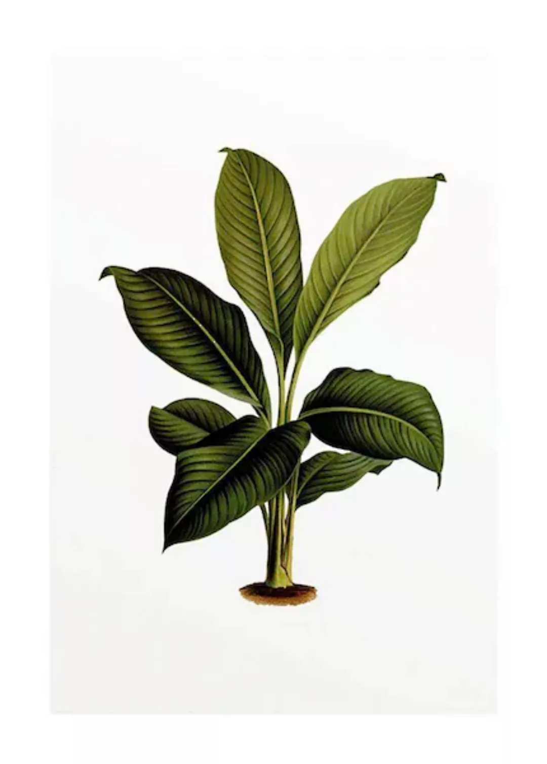 Komar Poster »Elastica Leaf«, Pflanzen-Blätter, (1 St.), Kinderzimmer, Schl günstig online kaufen