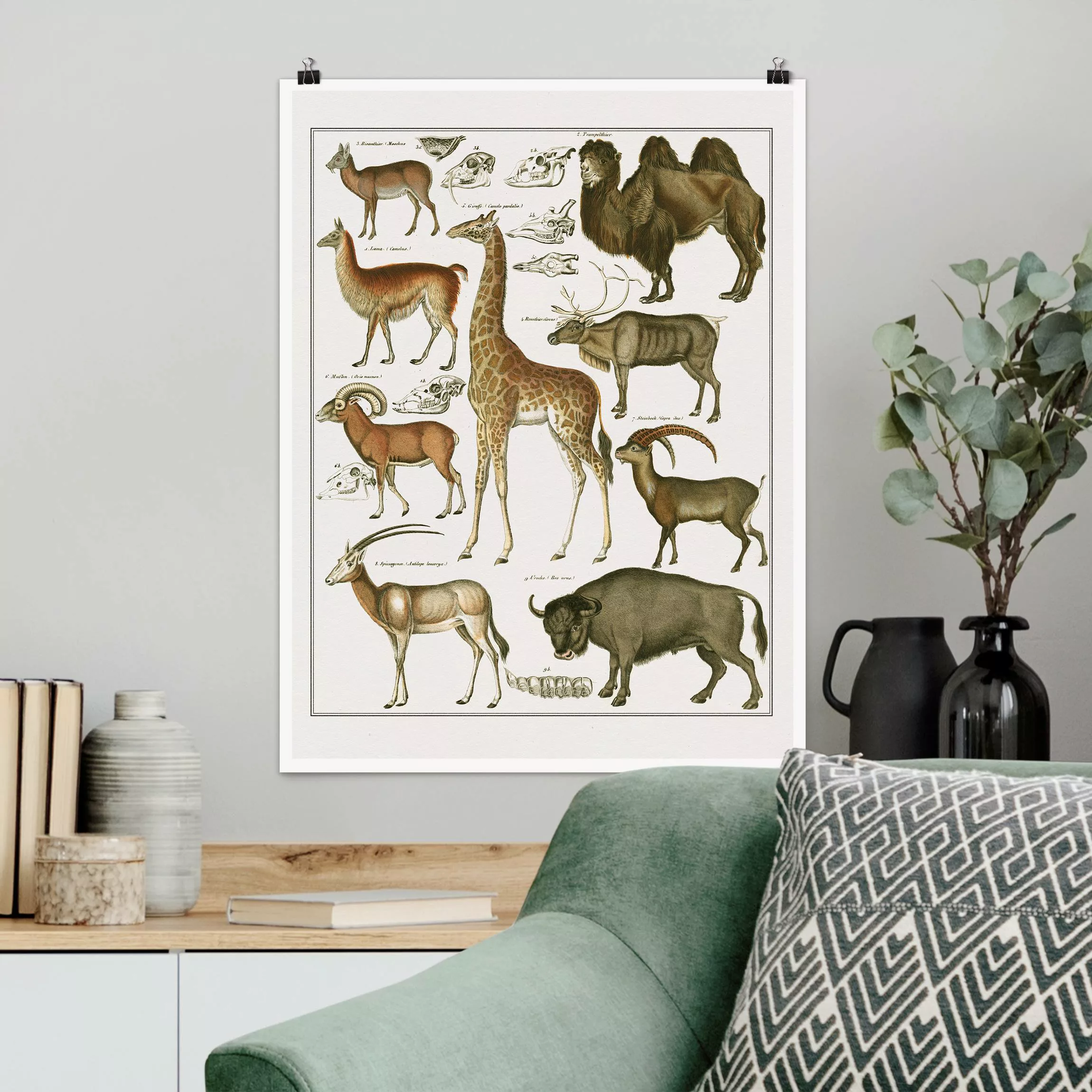 Poster Vintage Lehrtafel Giraffe, Kamel und Lama günstig online kaufen