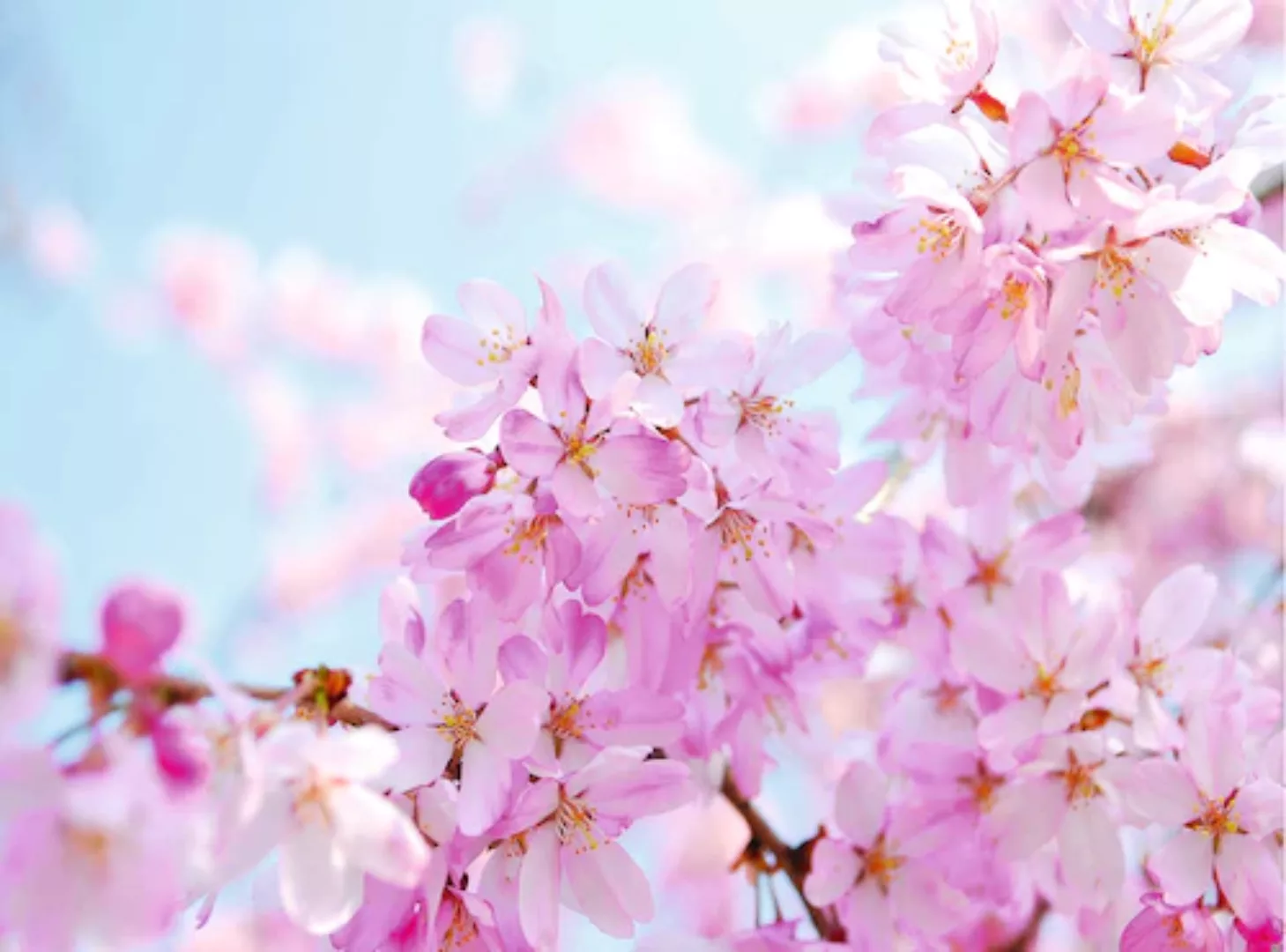 Papermoon Fototapete »Cherry Blossom« günstig online kaufen