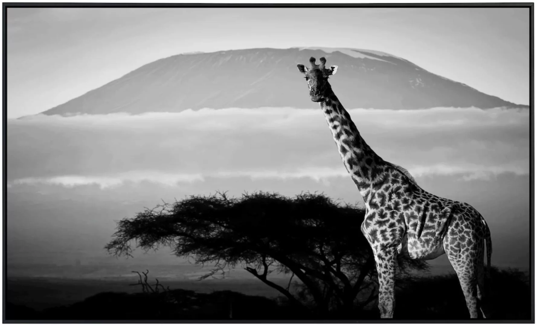 Papermoon Infrarotheizung »Giraffe mit Landschaft Schwarz & Weiß«, sehr ang günstig online kaufen