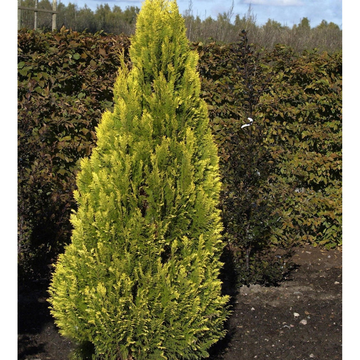 Gelbe Kegelzypresse Romana 20-25cm - Chamaecyparis lawsoniana günstig online kaufen